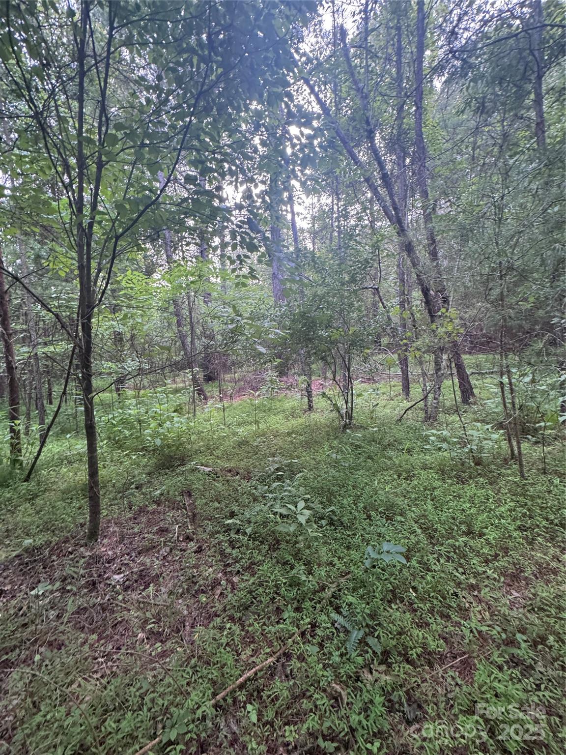 Clearwater Creek - Land