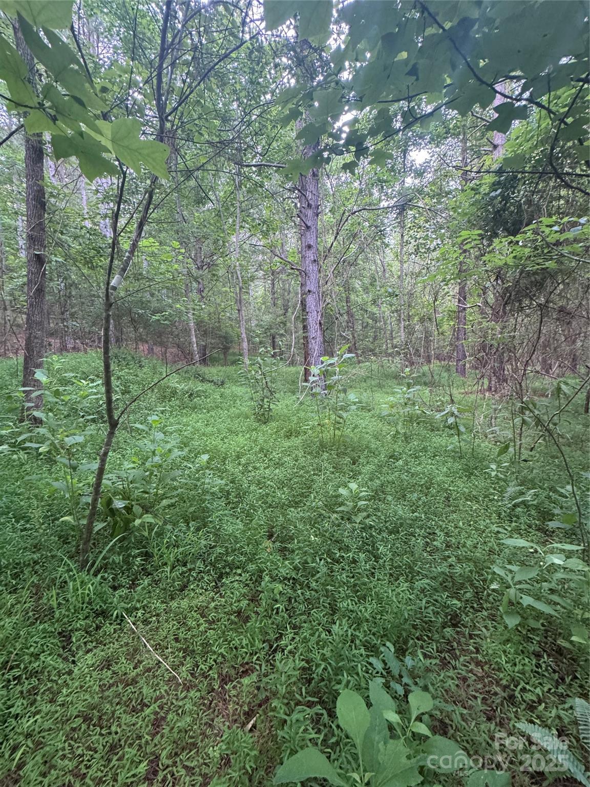 Clearwater Creek - Land