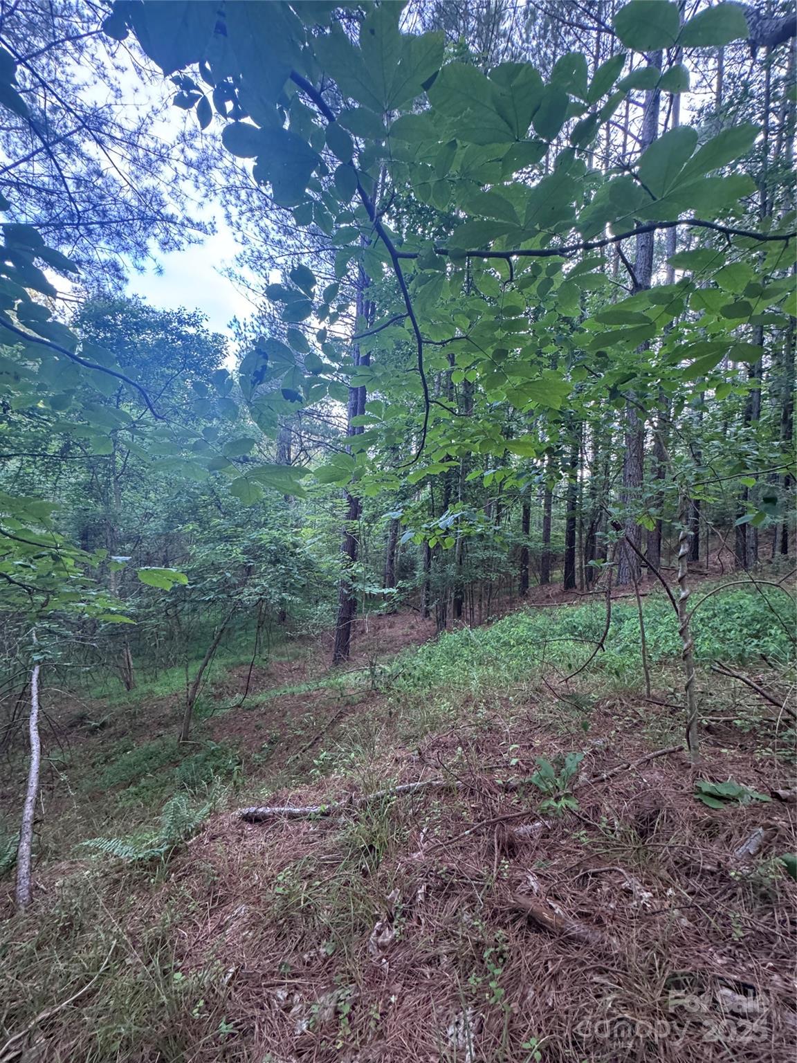 Clearwater Creek - Land