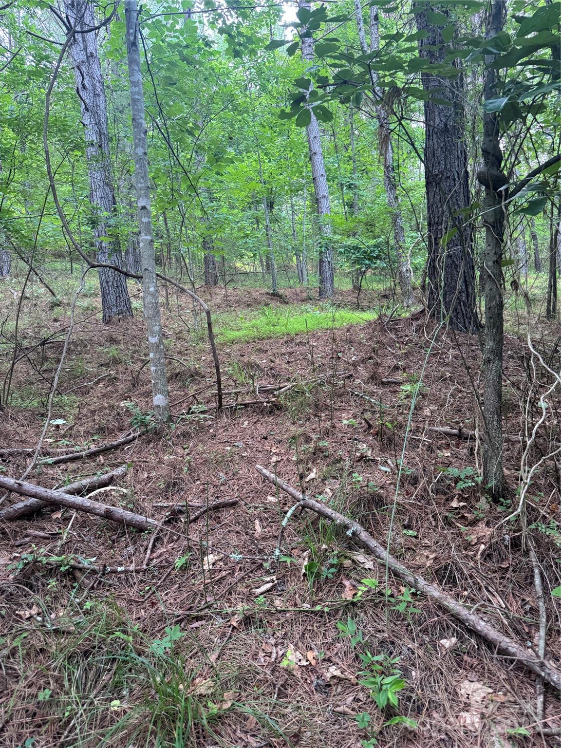 Clearwater Creek - Land