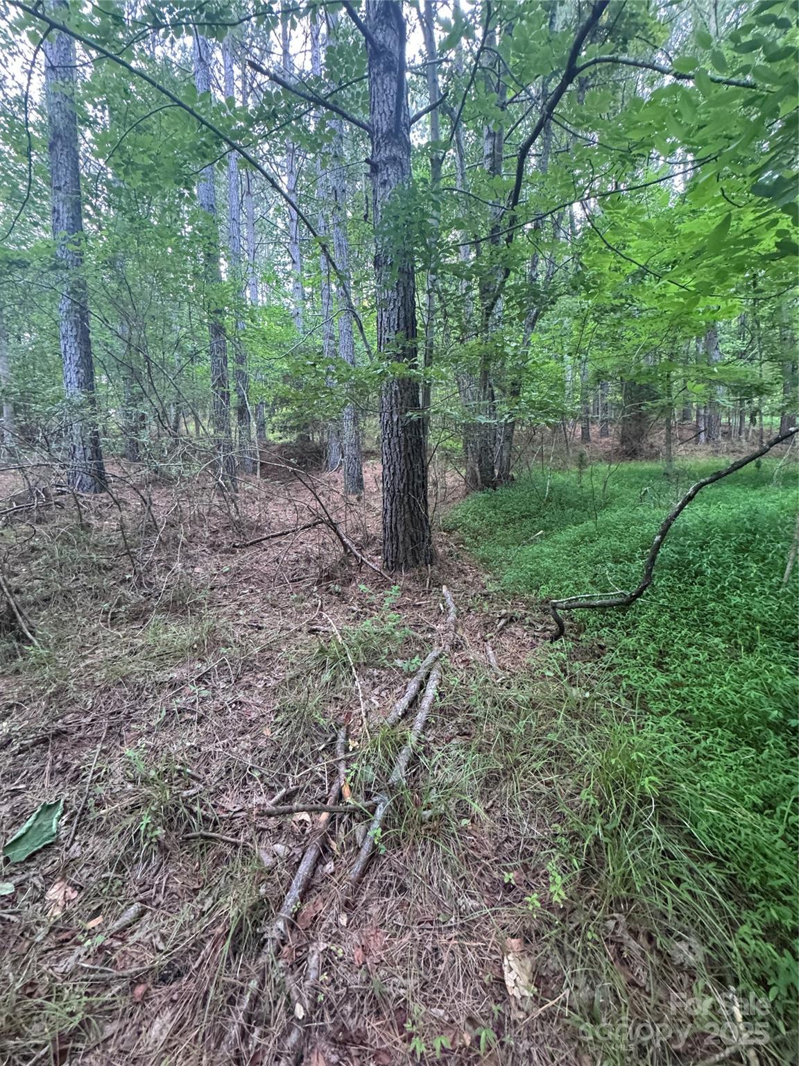 Clearwater Creek - Land