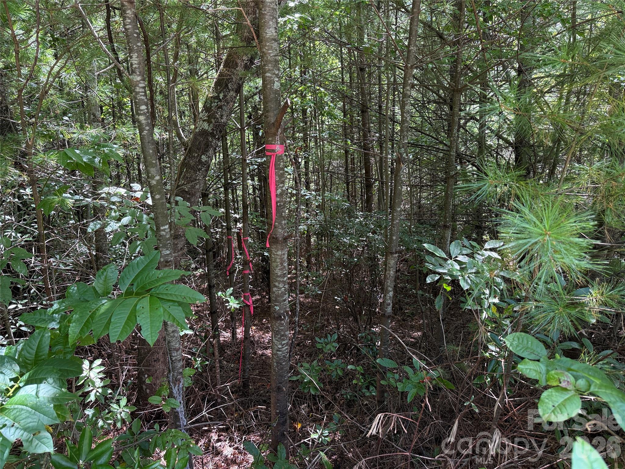 Buck Mountain - Land