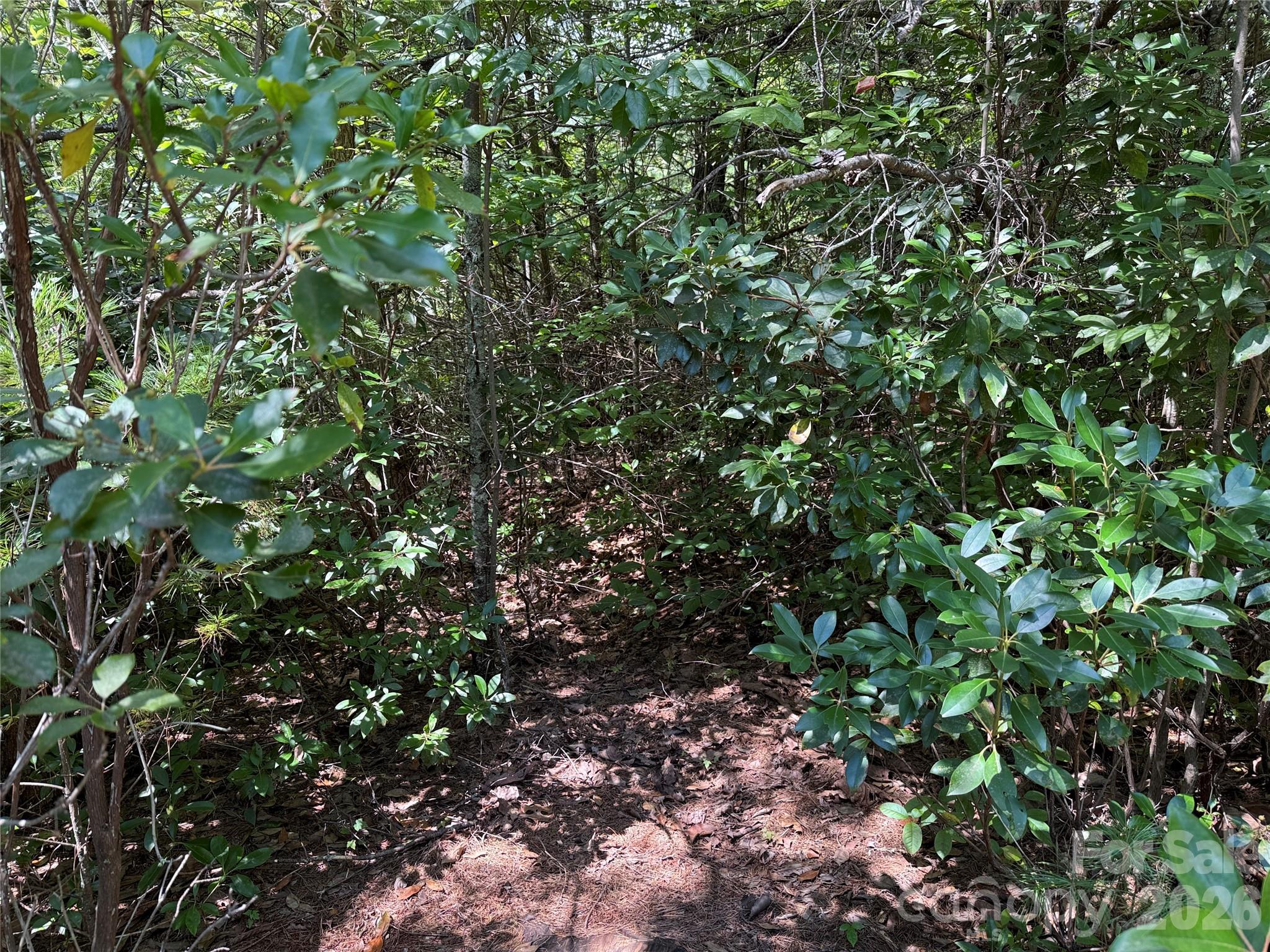 Buck Mountain - Land