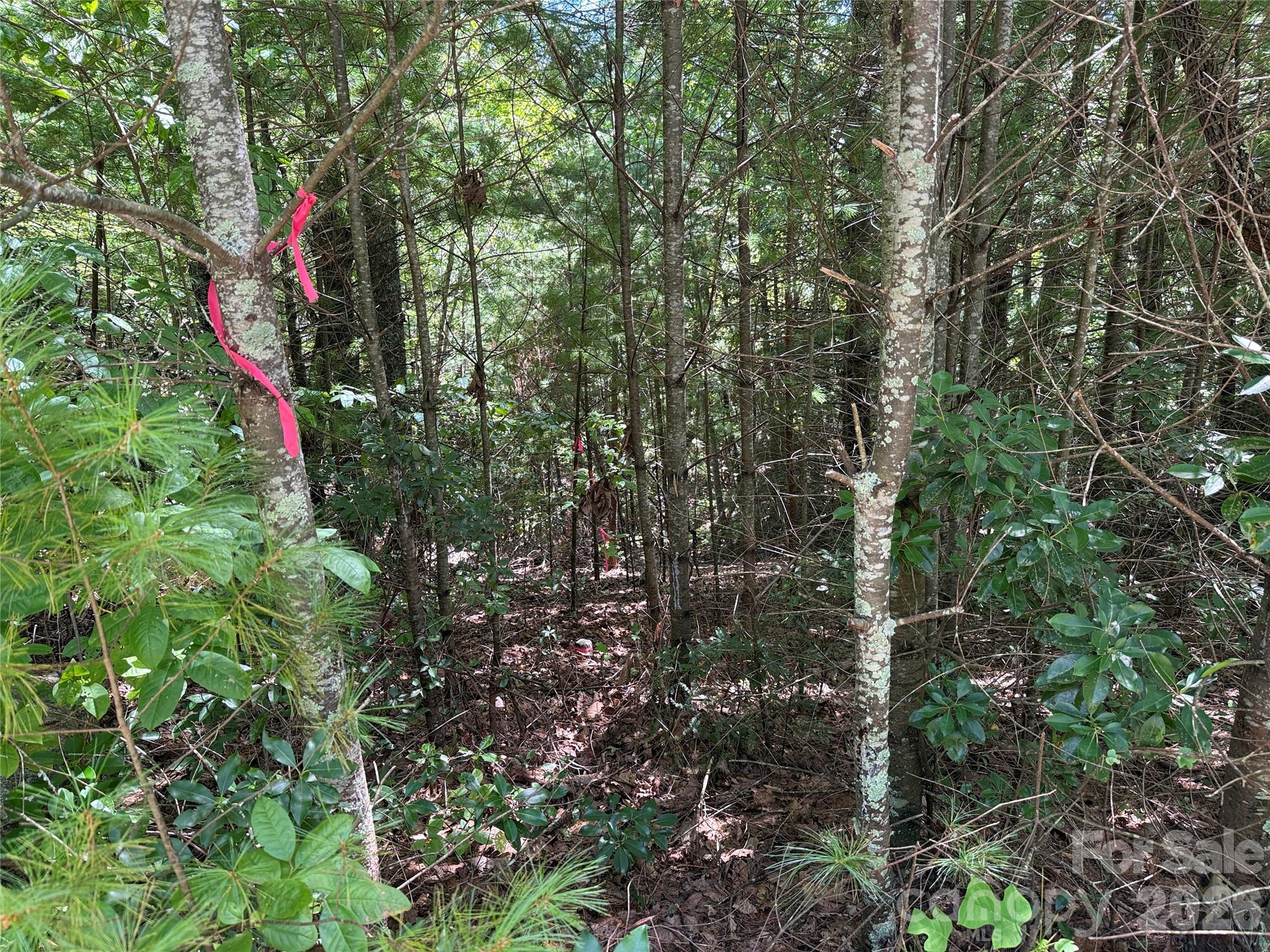 Buck Mountain - Land