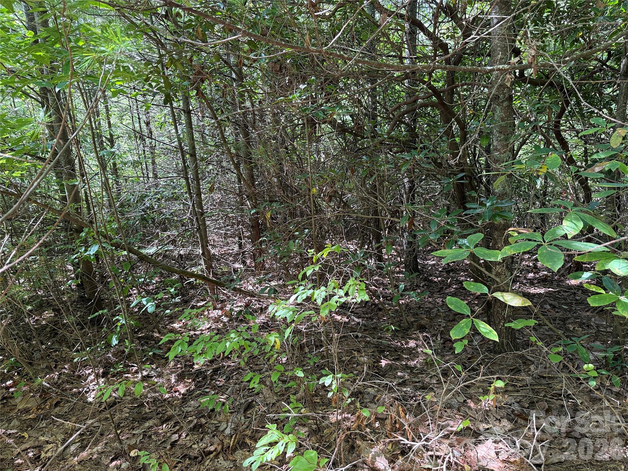 Buck Mountain - Land