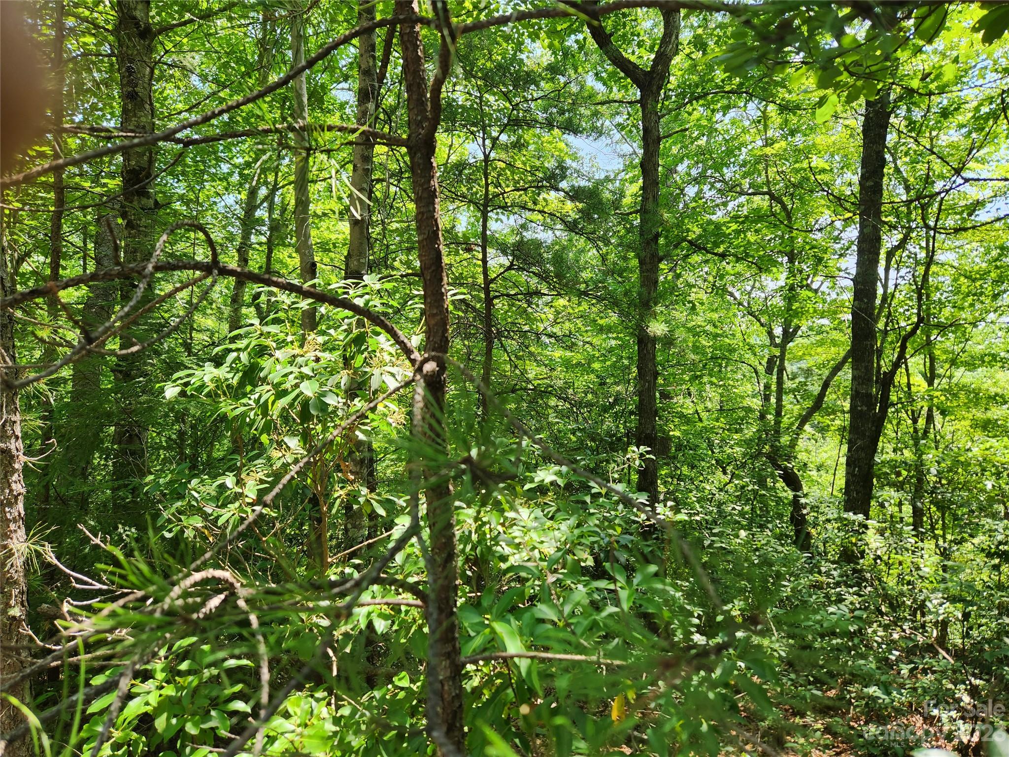 Rumbling Bald on Lake Lure - Land