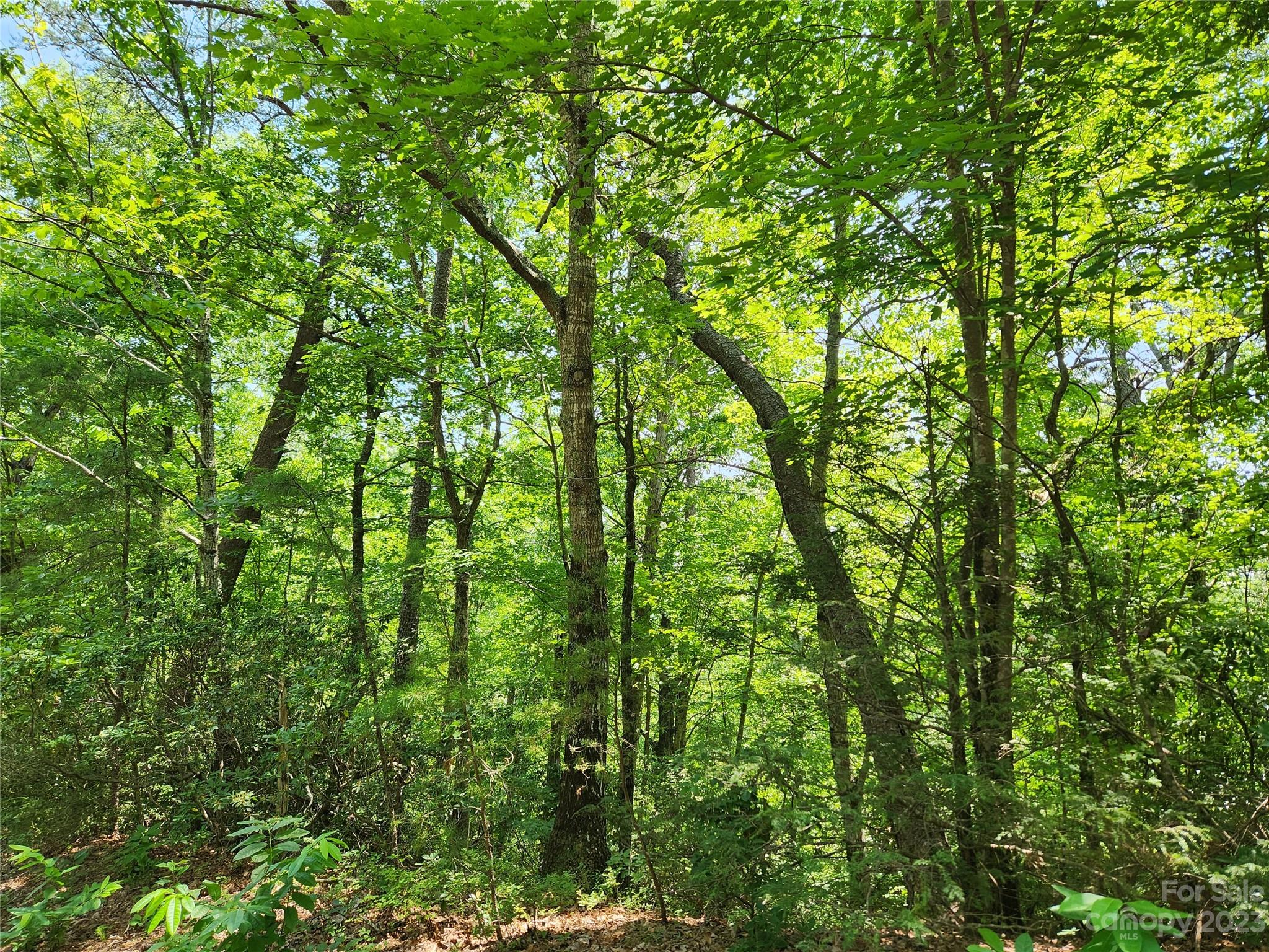 Rumbling Bald on Lake Lure - Land