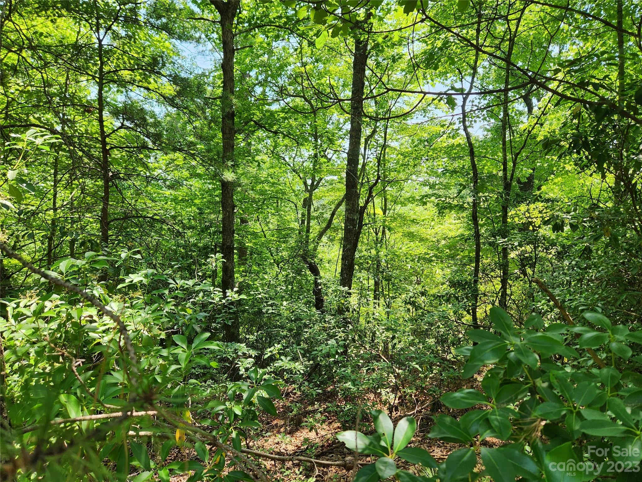 Rumbling Bald on Lake Lure - Land