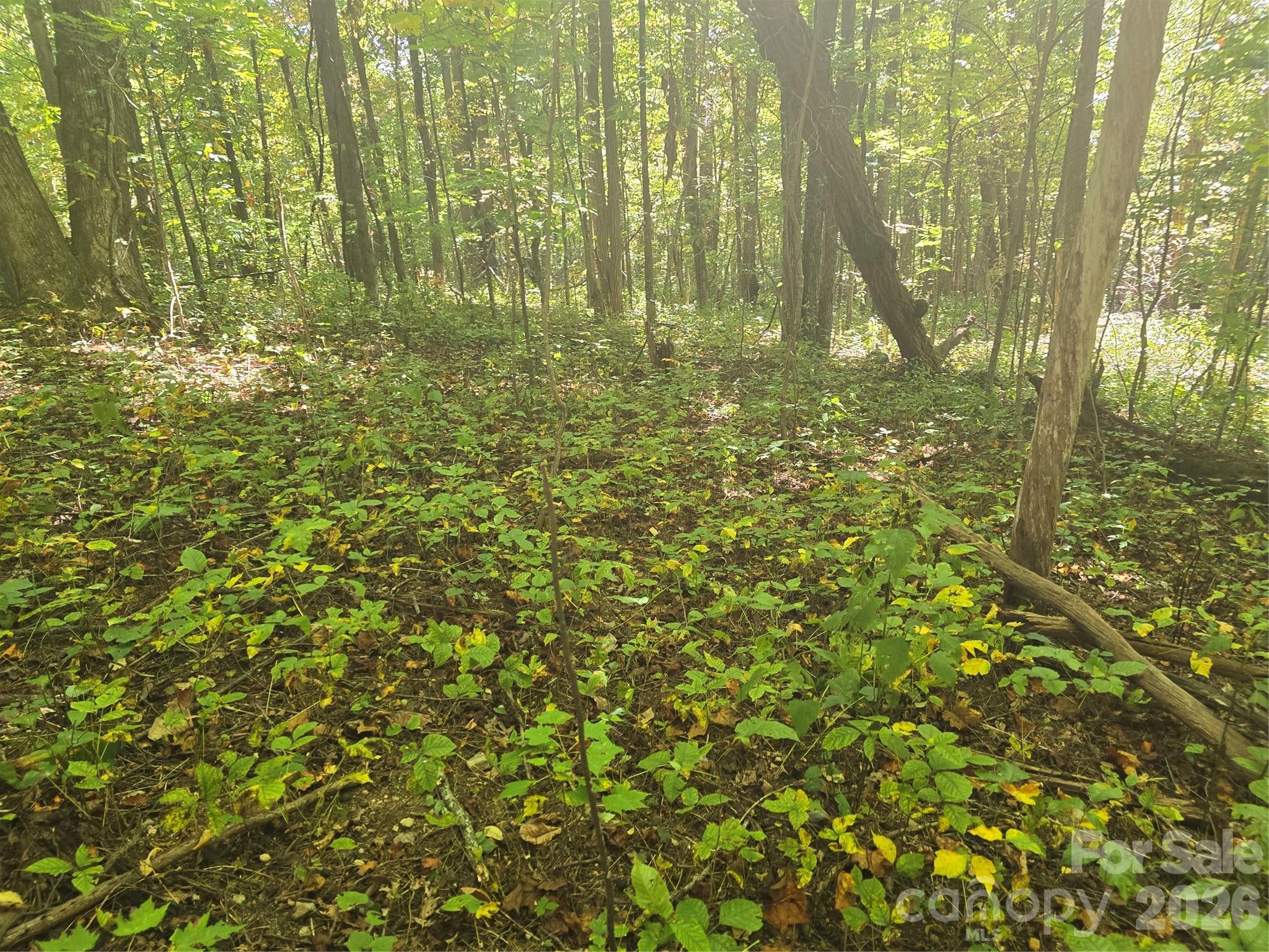99999 Fawns Rest Trail 6
