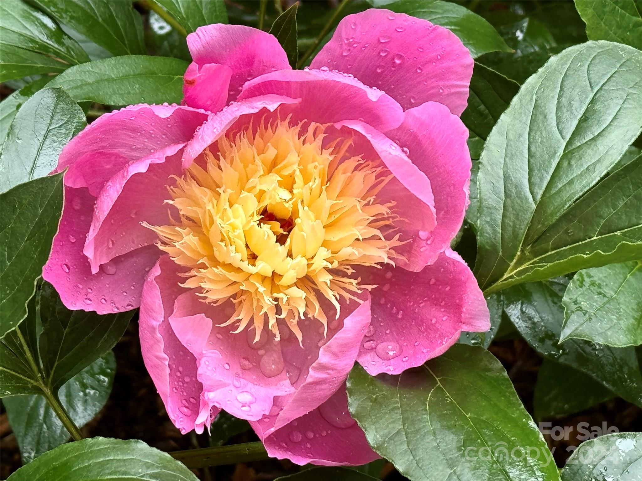 Happy Valley - Residential