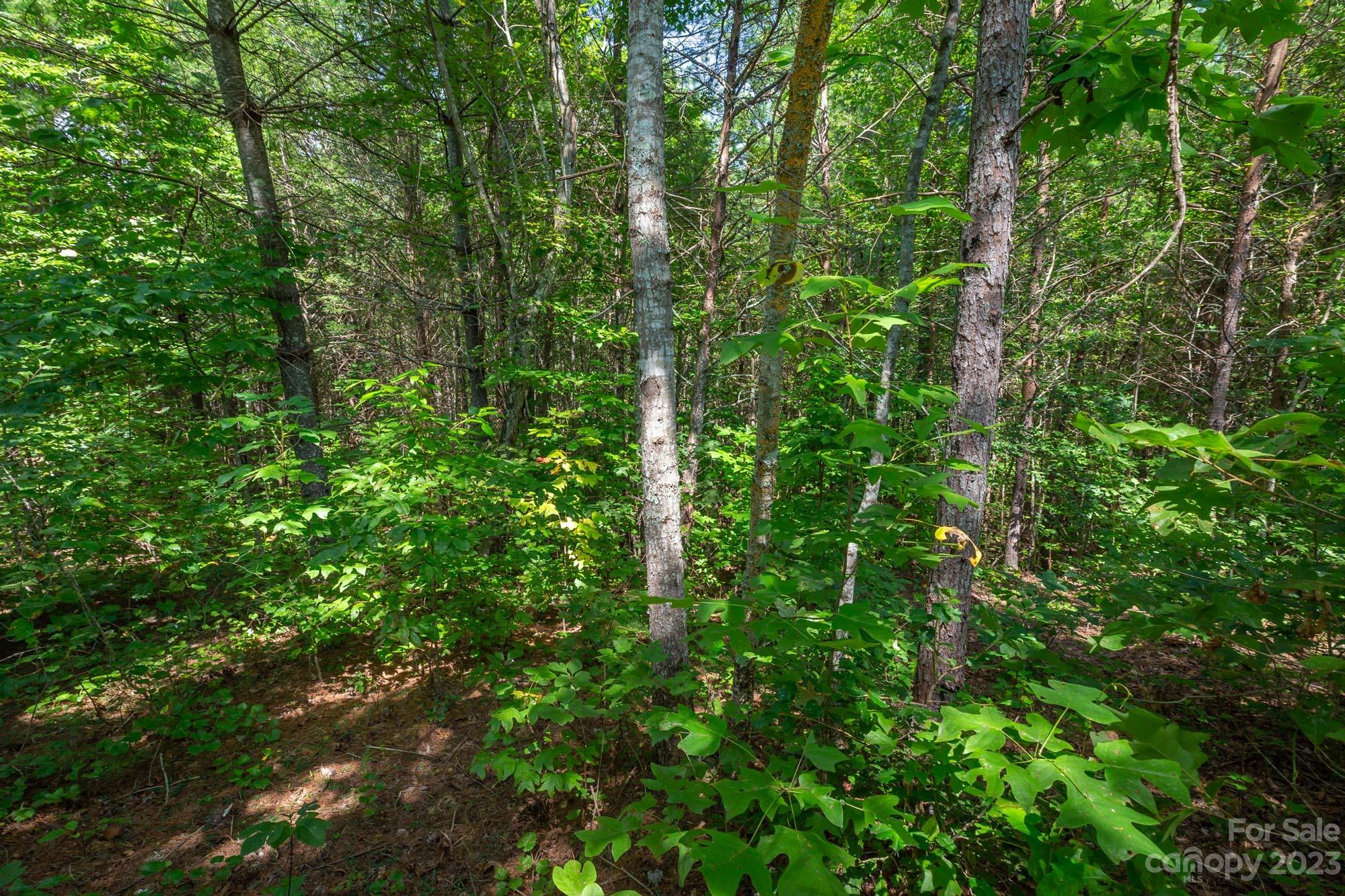 Hawksbill at Lake James - Land