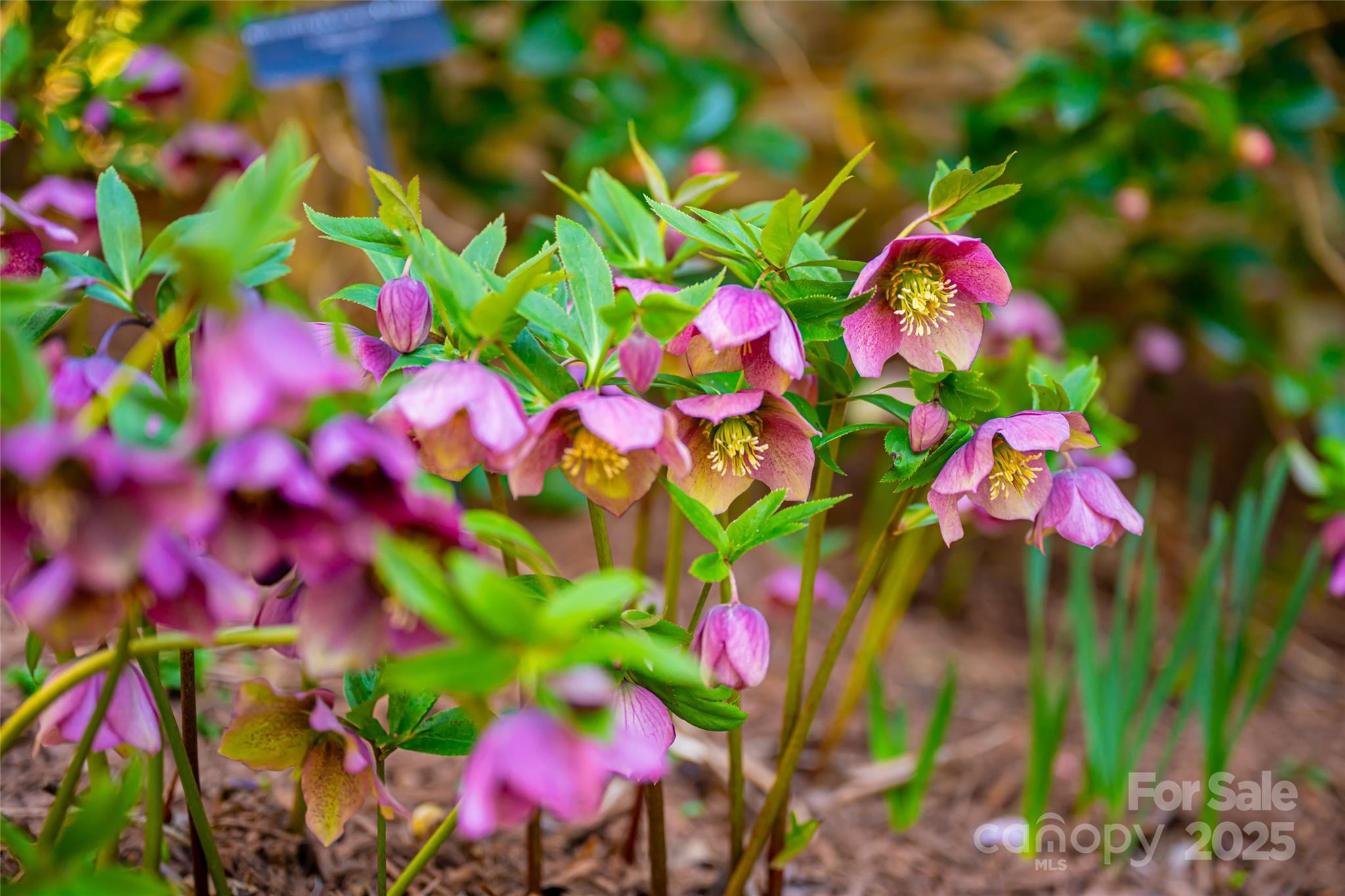 Sugar Hollow - Residential