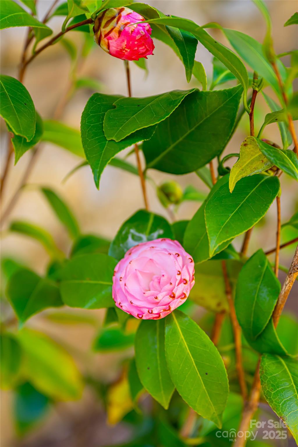 Sugar Hollow - Residential