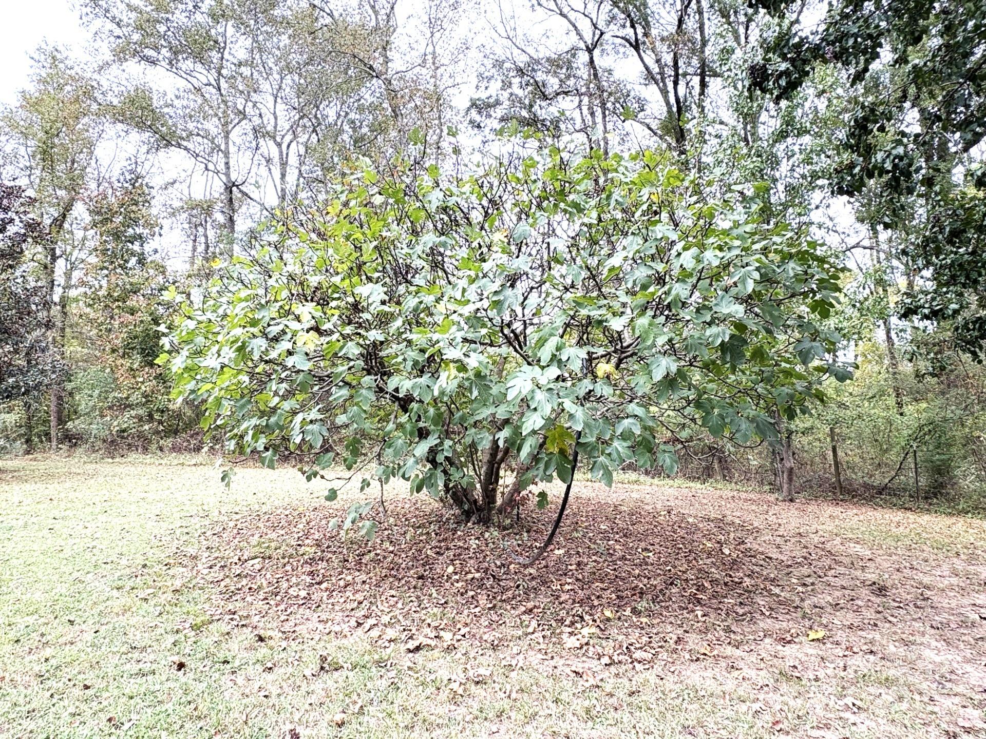 Carolina Crossing - Residential