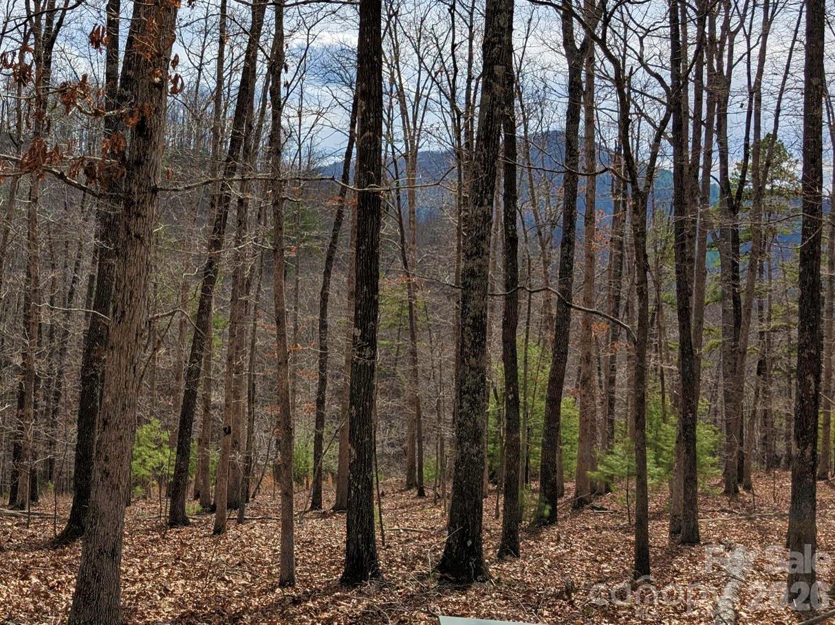 51 Wild Turkey Loop 32