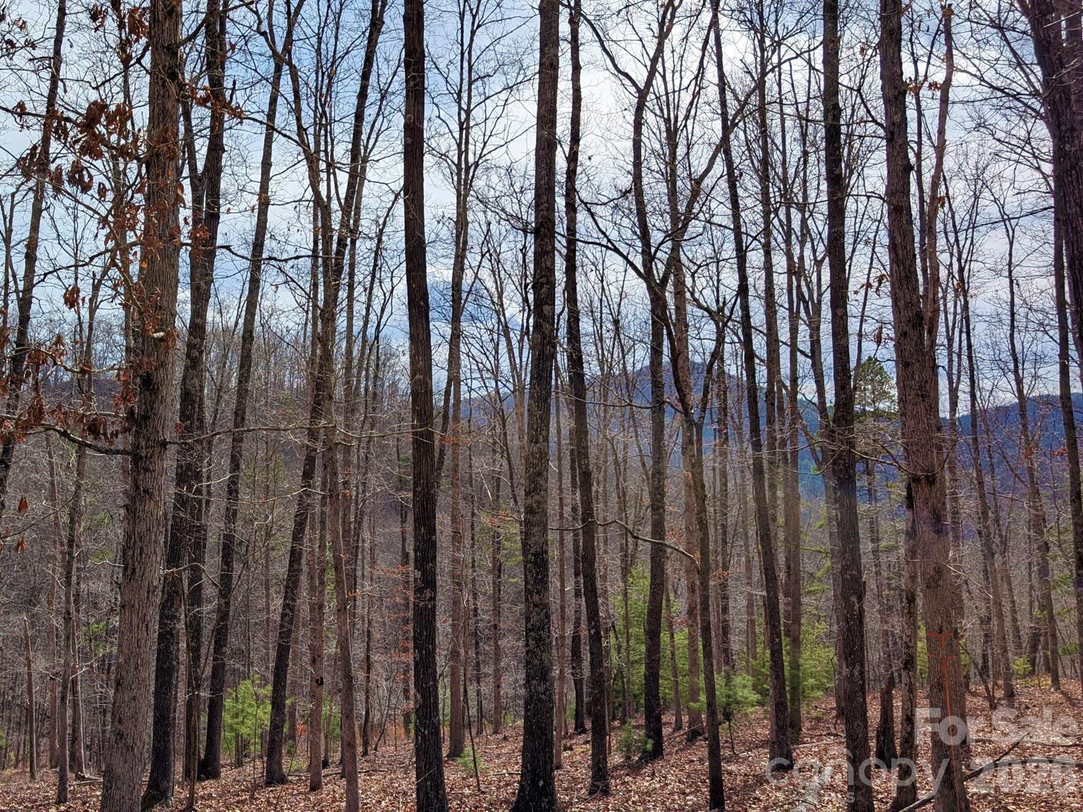 51 Wild Turkey Loop 32