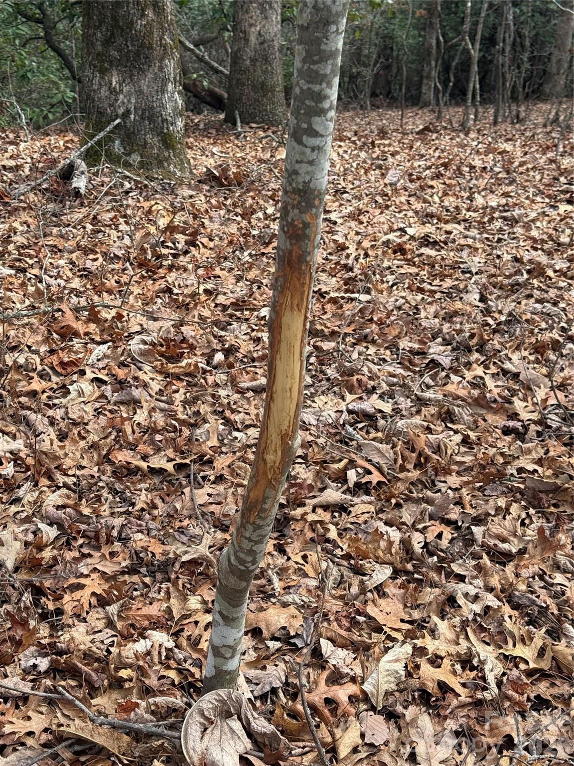 Joshua Summit - Land