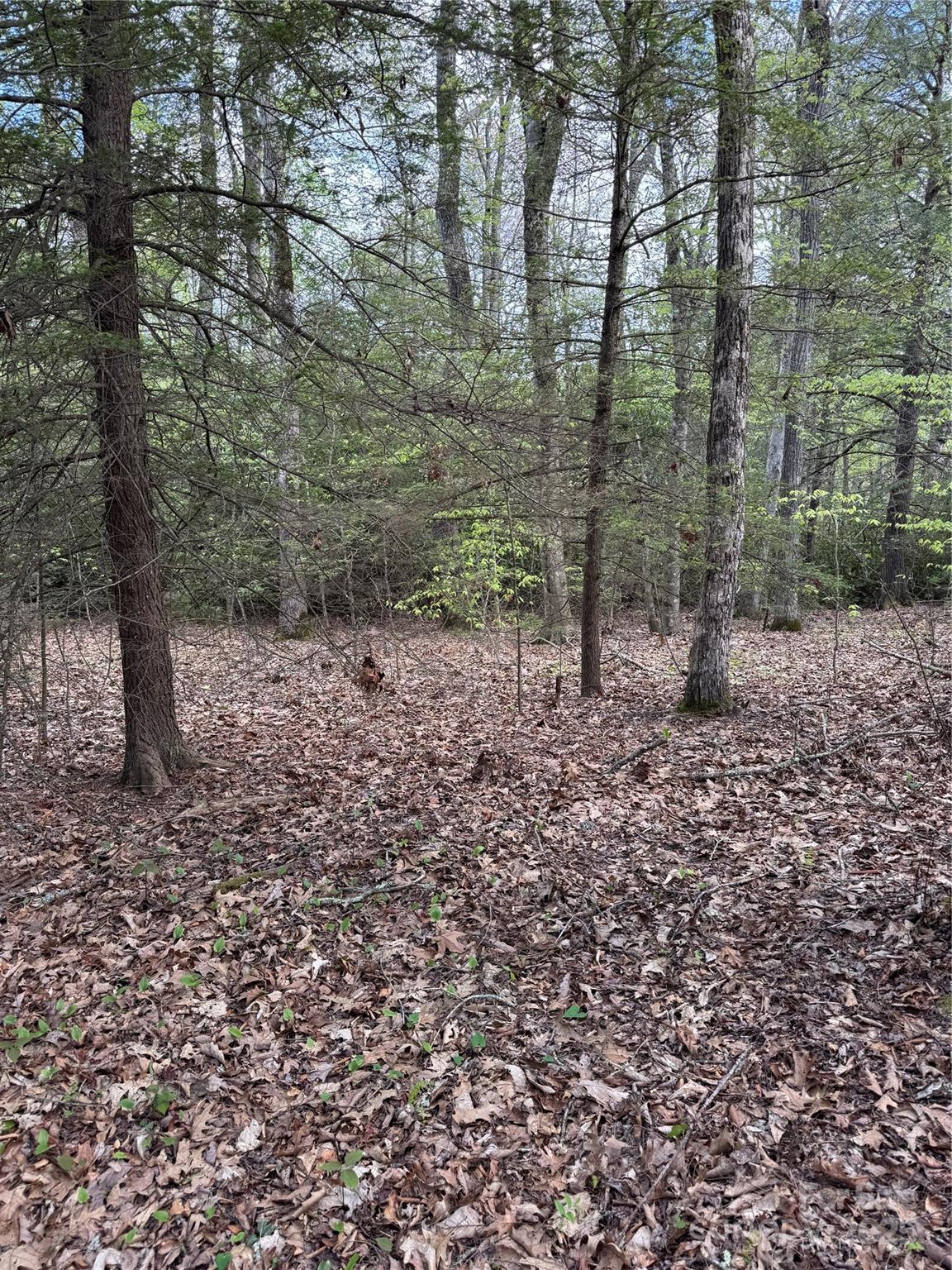 TBD Black Bear Trail 23