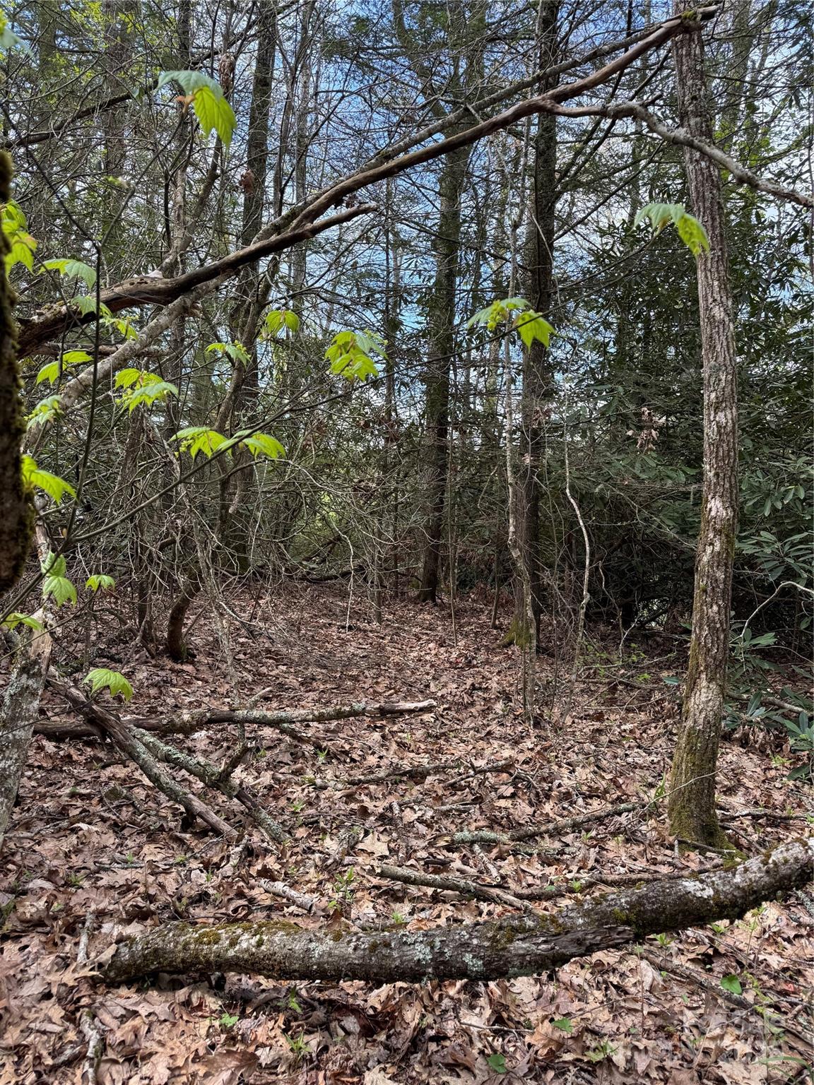 TBD Black Bear Trail 23