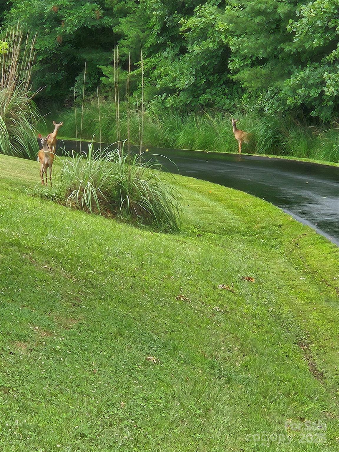 9999 Gabriels Creek Road 41