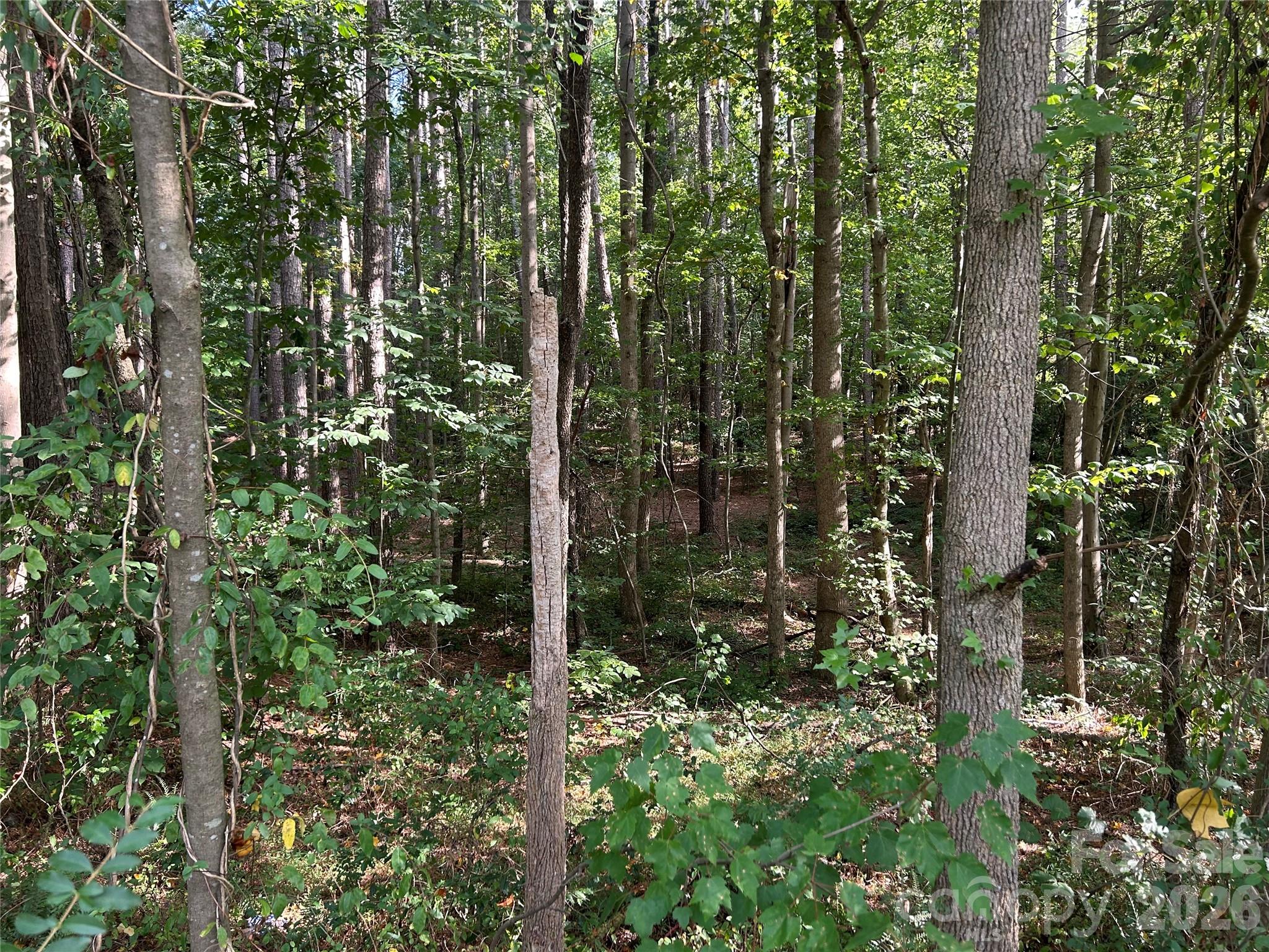 00 Knottywood Lane 25