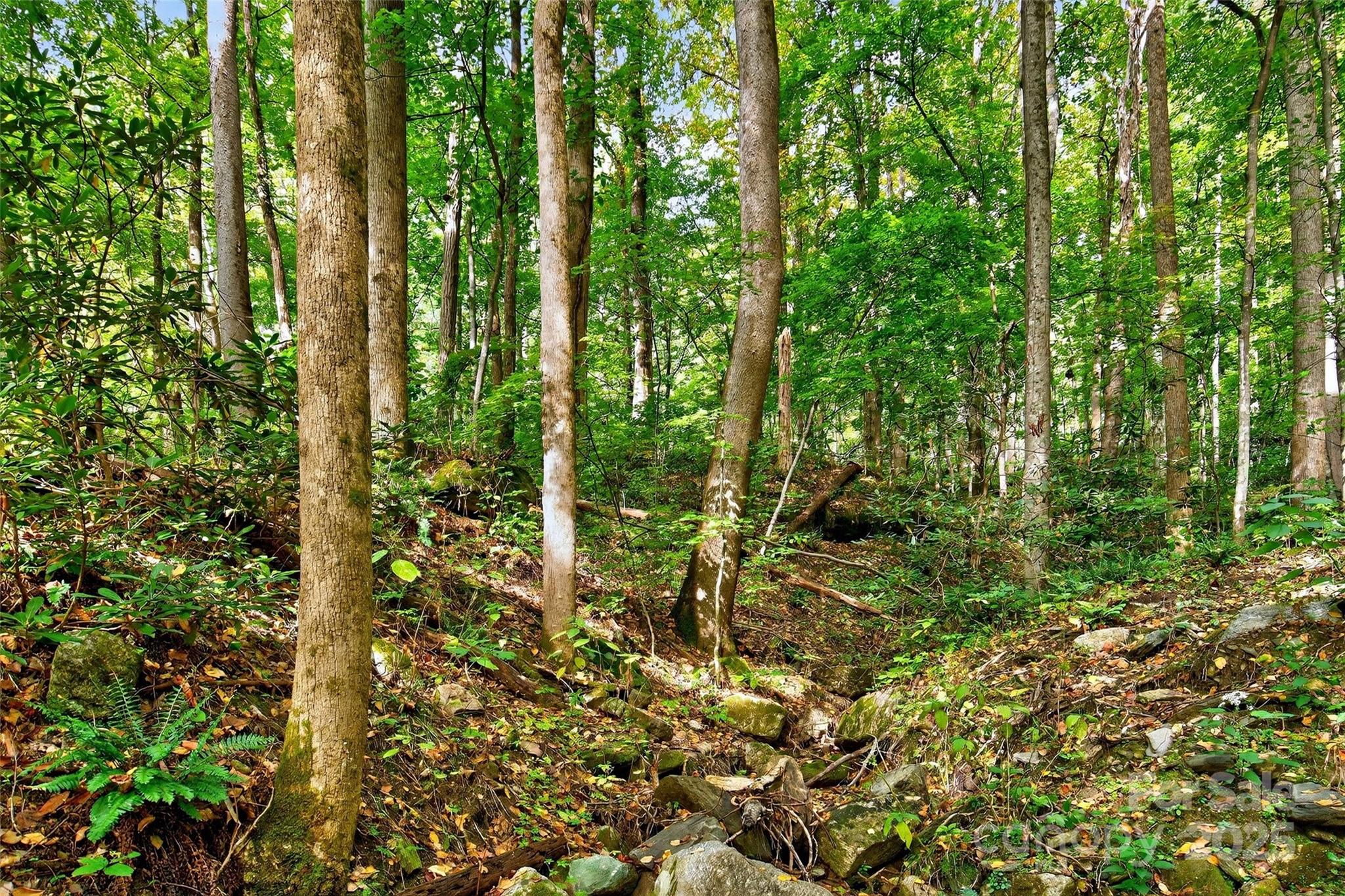 Linville Falls Mountain Club and Preserve - Land