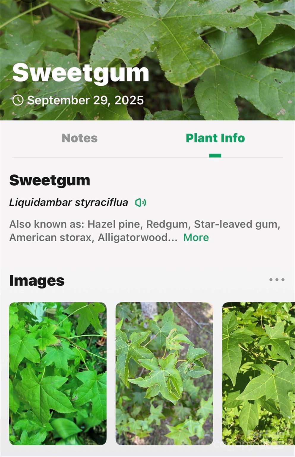 Linville Falls Mountain Club and Preserve - Land