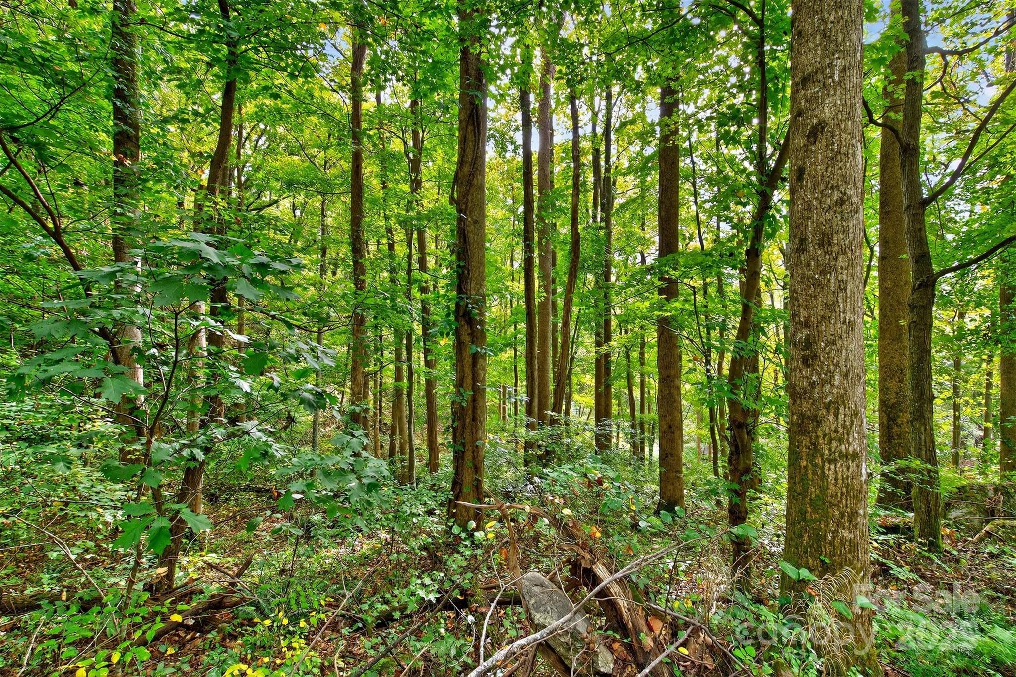 Linville Falls Mountain Club and Preserve - Land