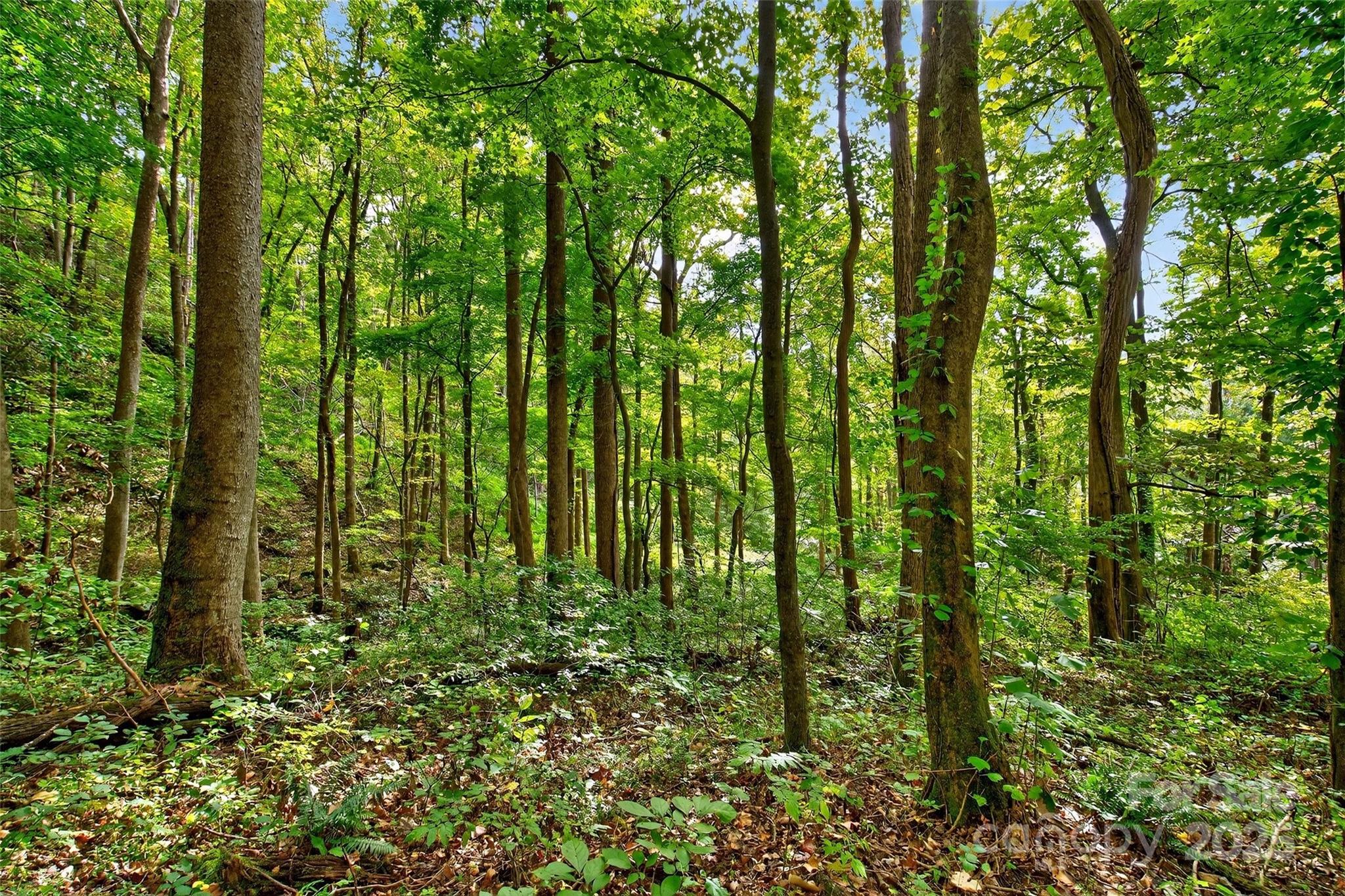 Linville Falls Mountain Club and Preserve - Land