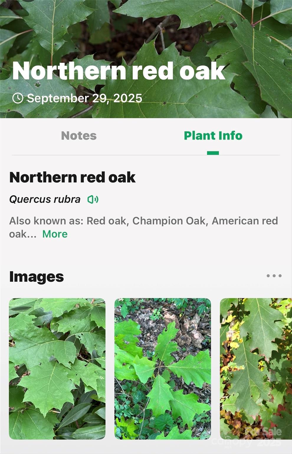 Linville Falls Mountain Club and Preserve - Land