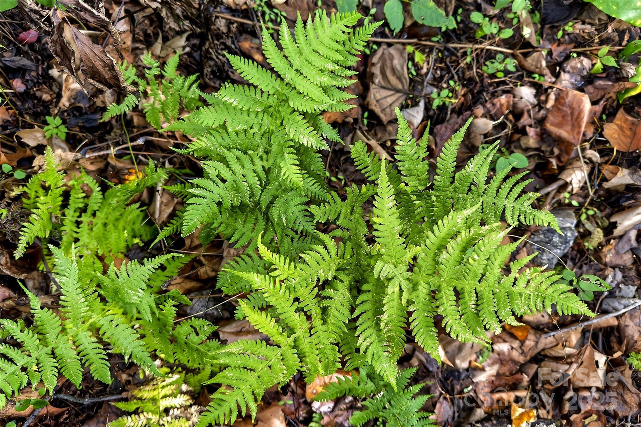 Linville Falls Mountain Club and Preserve - Land