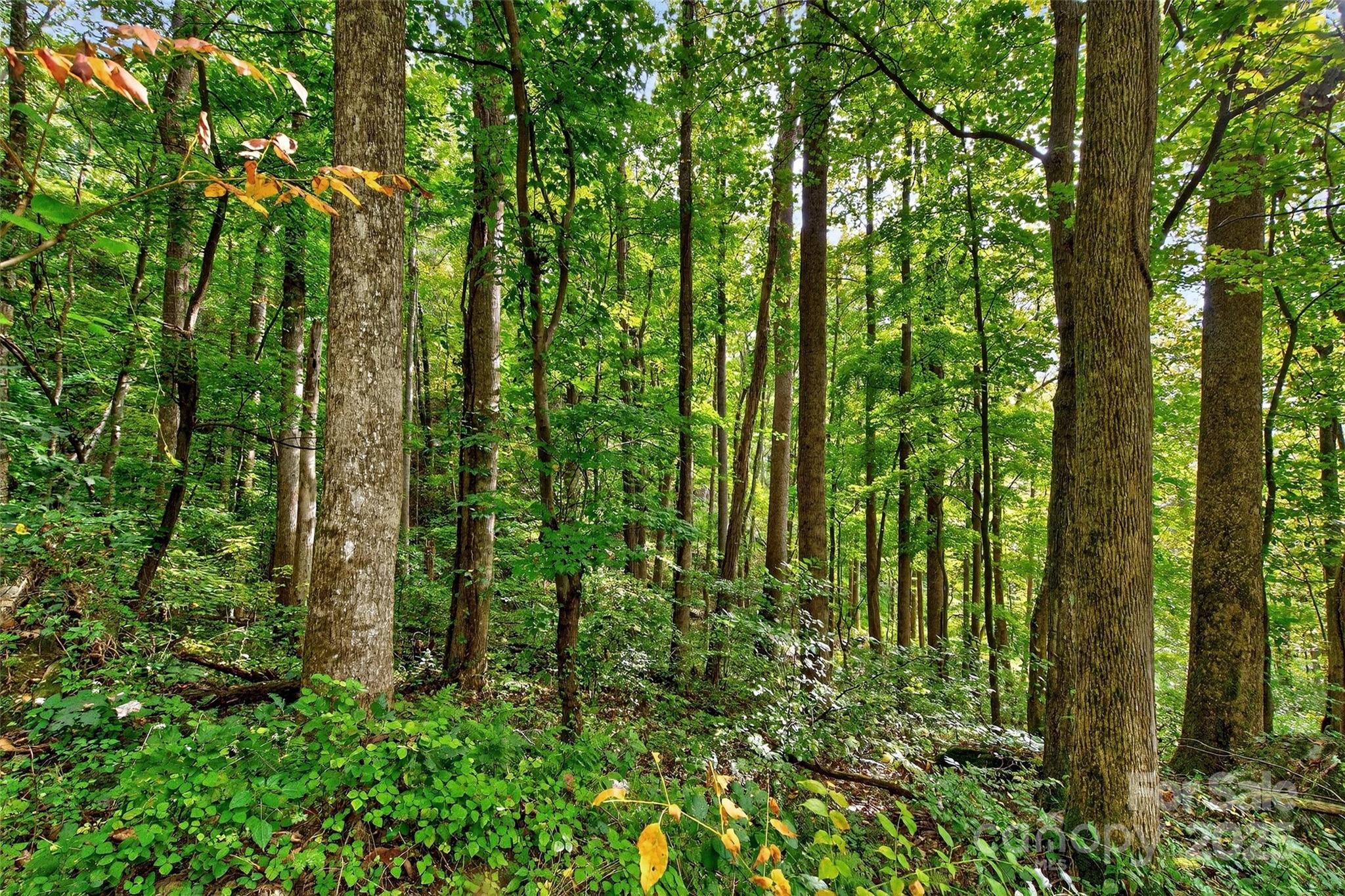 Linville Falls Mountain Club and Preserve - Land
