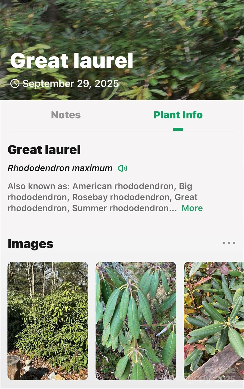 Linville Falls Mountain Club and Preserve - Land