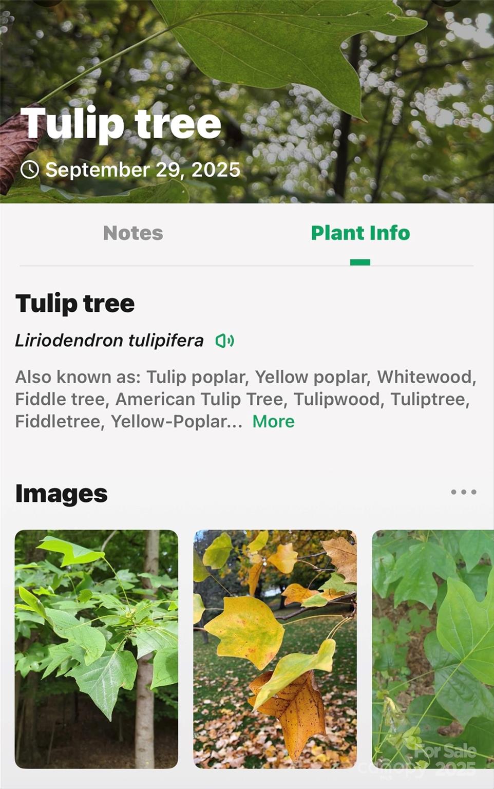 Linville Falls Mountain Club and Preserve - Land