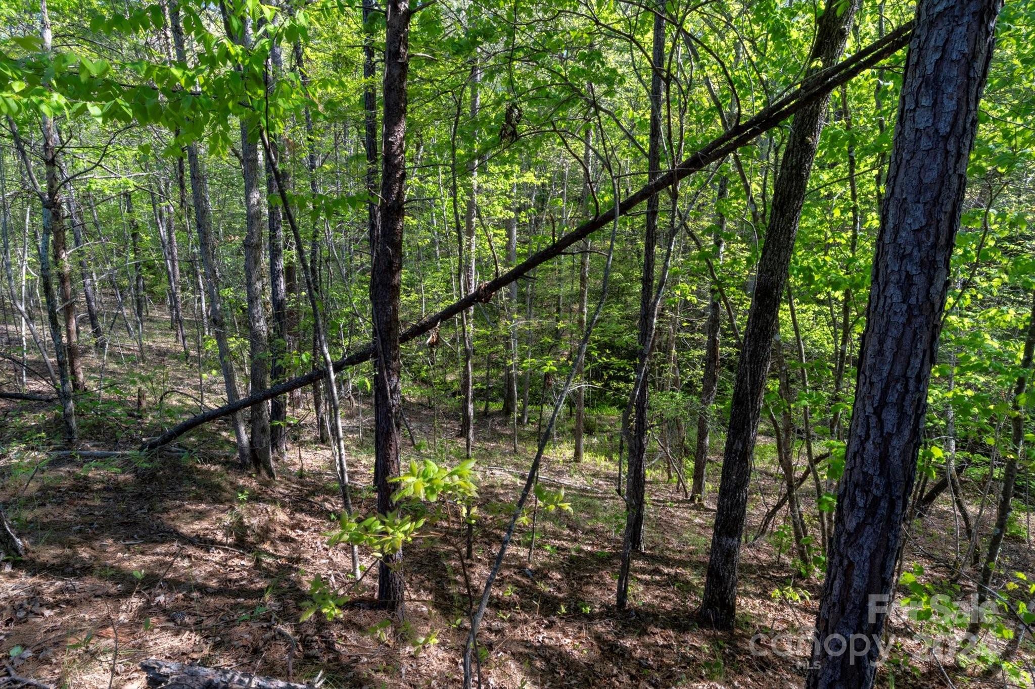 Ole Plantation - Land