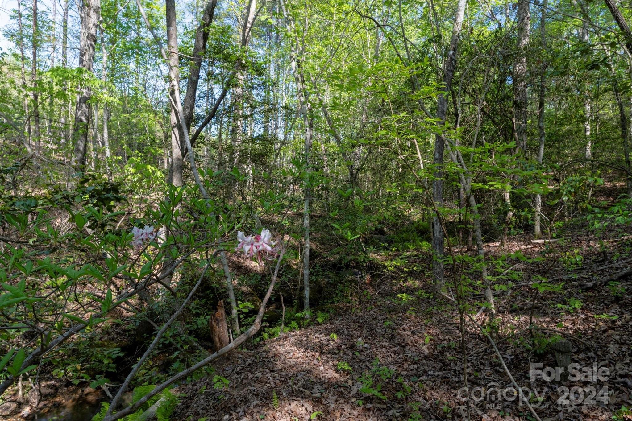 Ole Plantation - Land