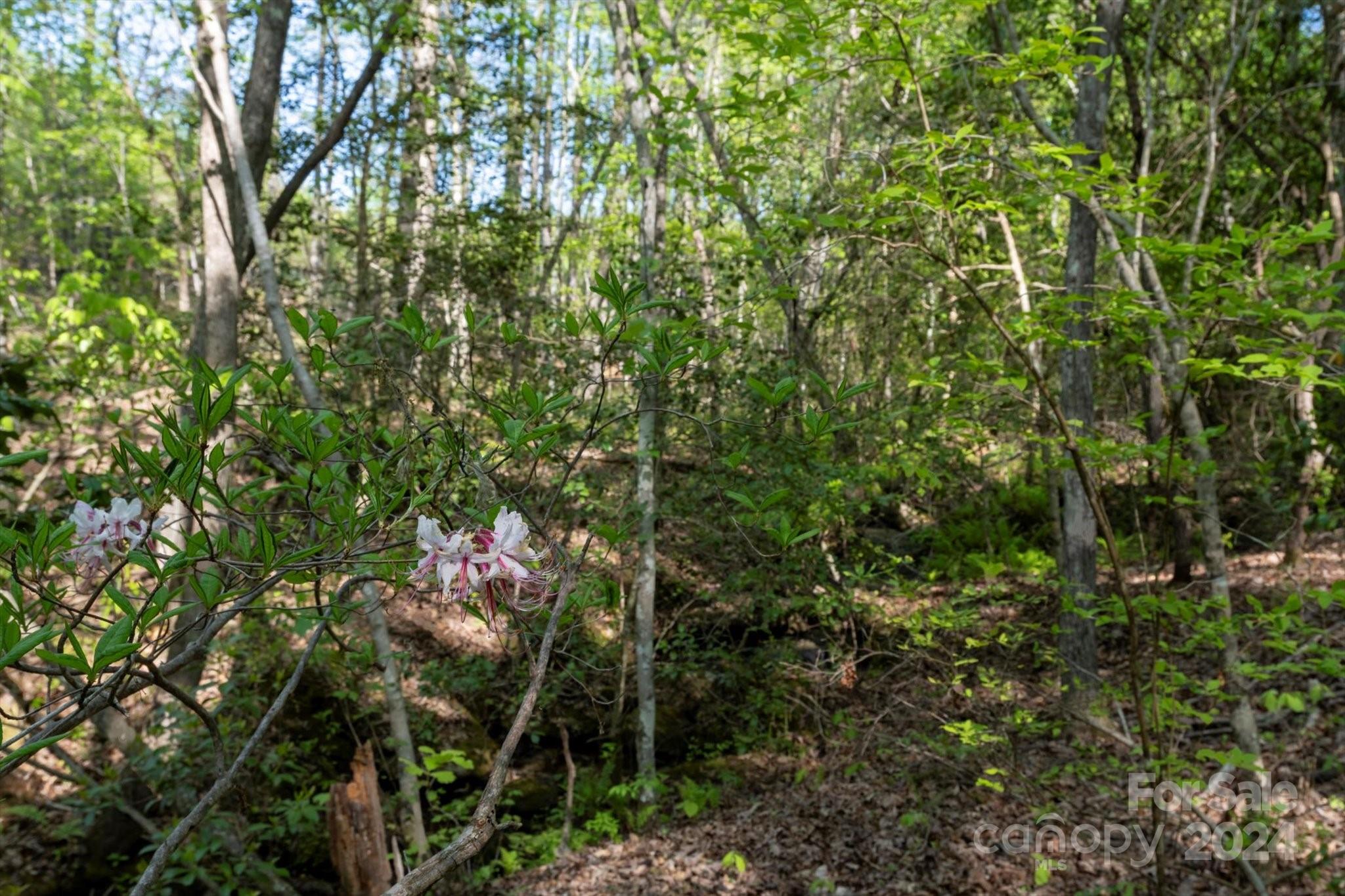 Ole Plantation - Land