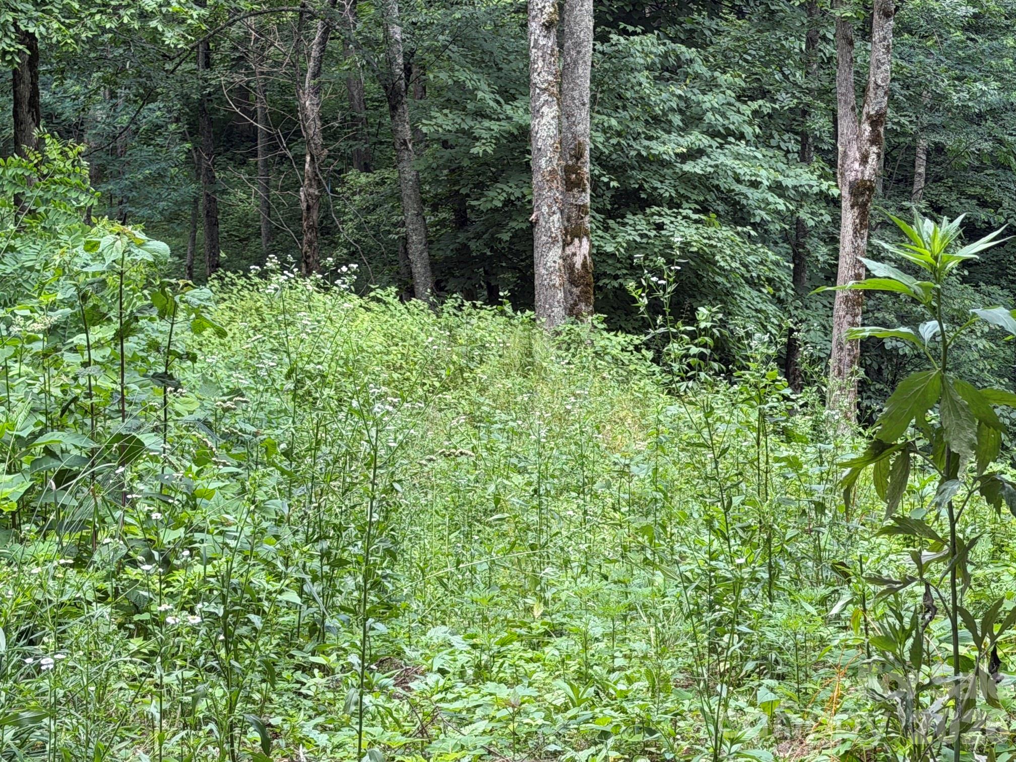 Lot 5 Gadohi Trail 5