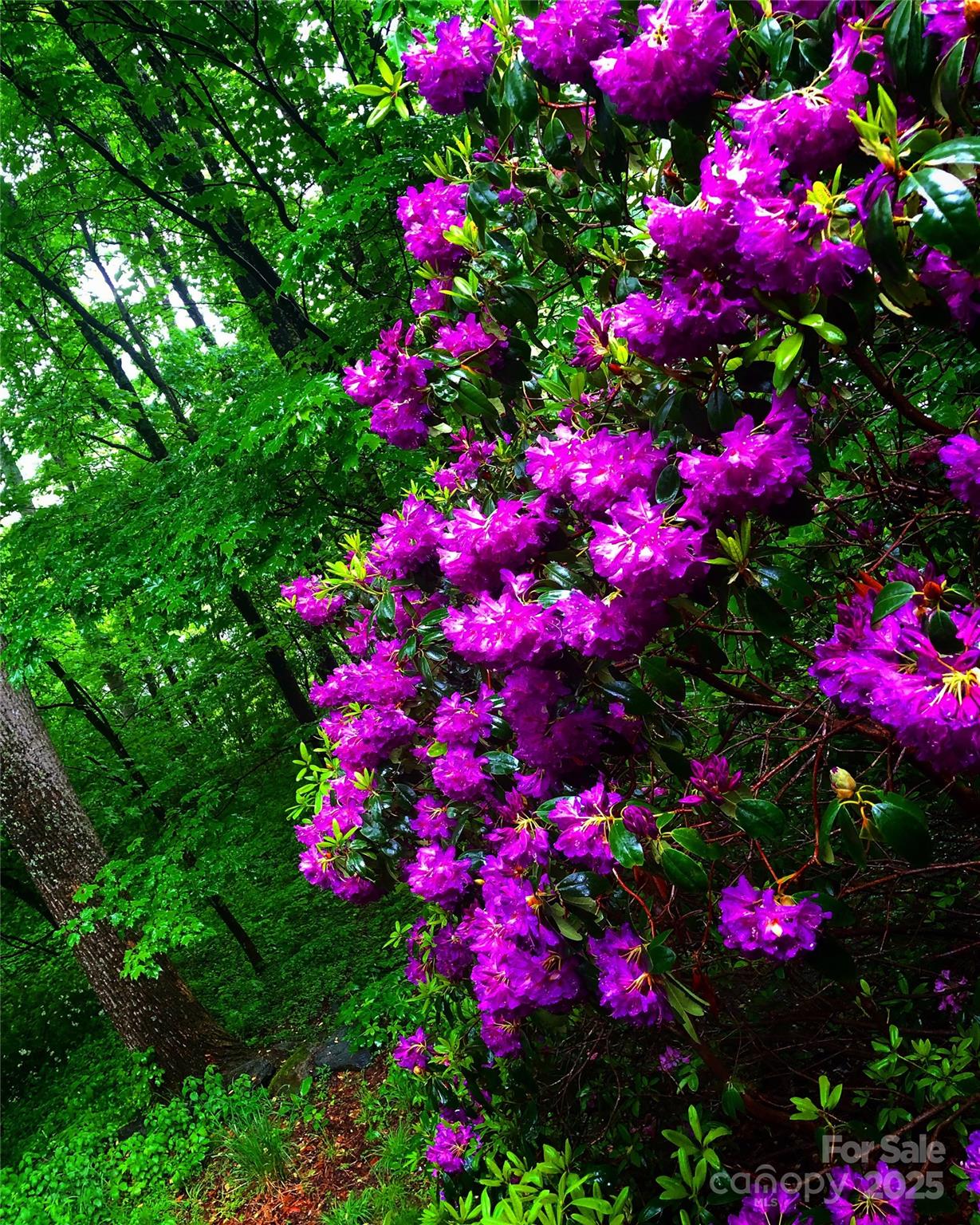 Hunting Lodge Acres - Residential