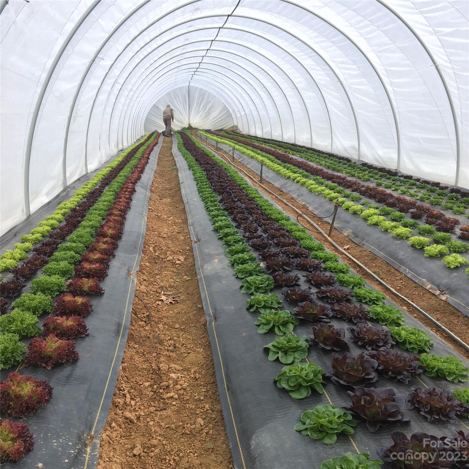 Olivette - Residential