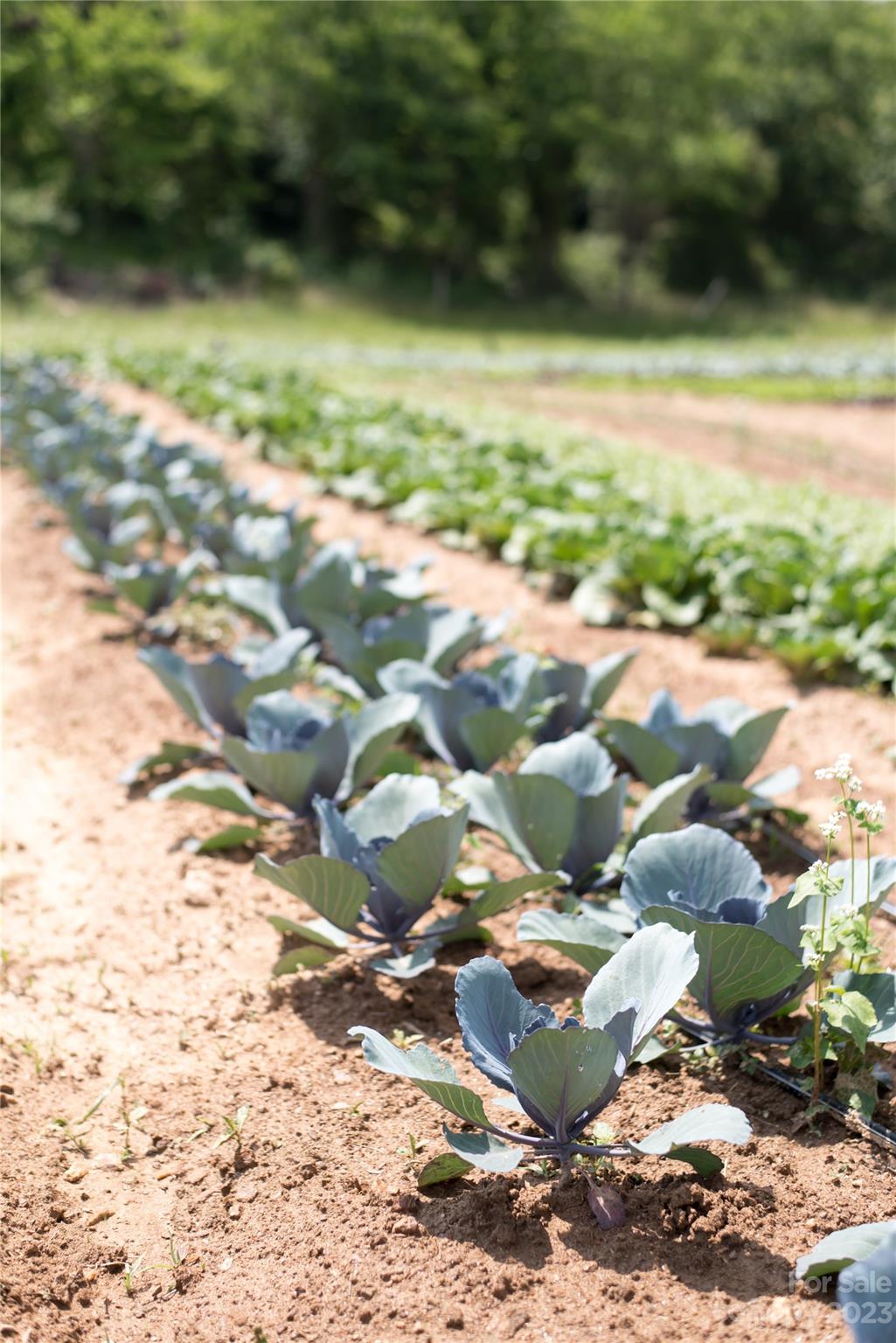 Olivette - Residential