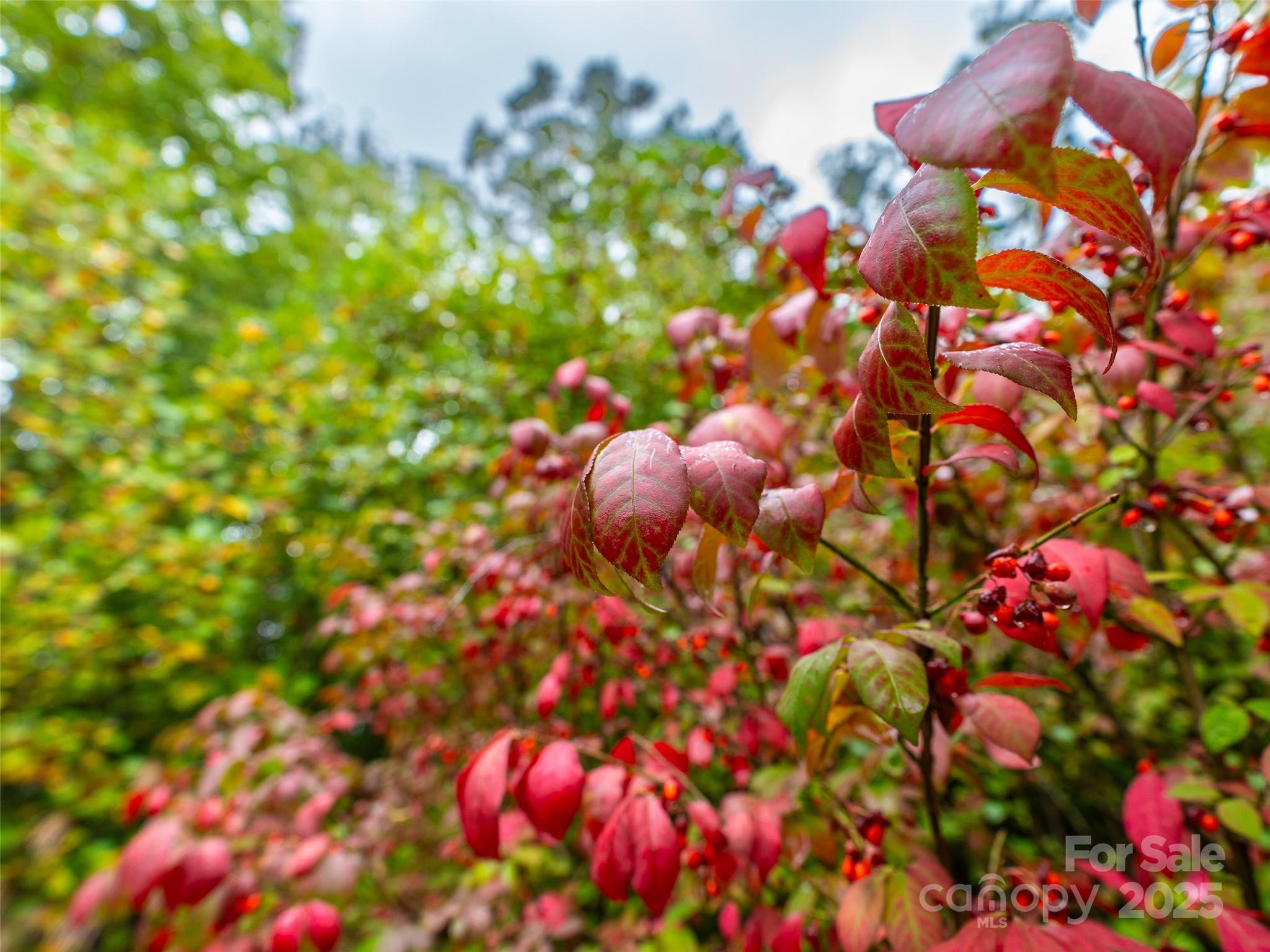 Carriage Park - Land