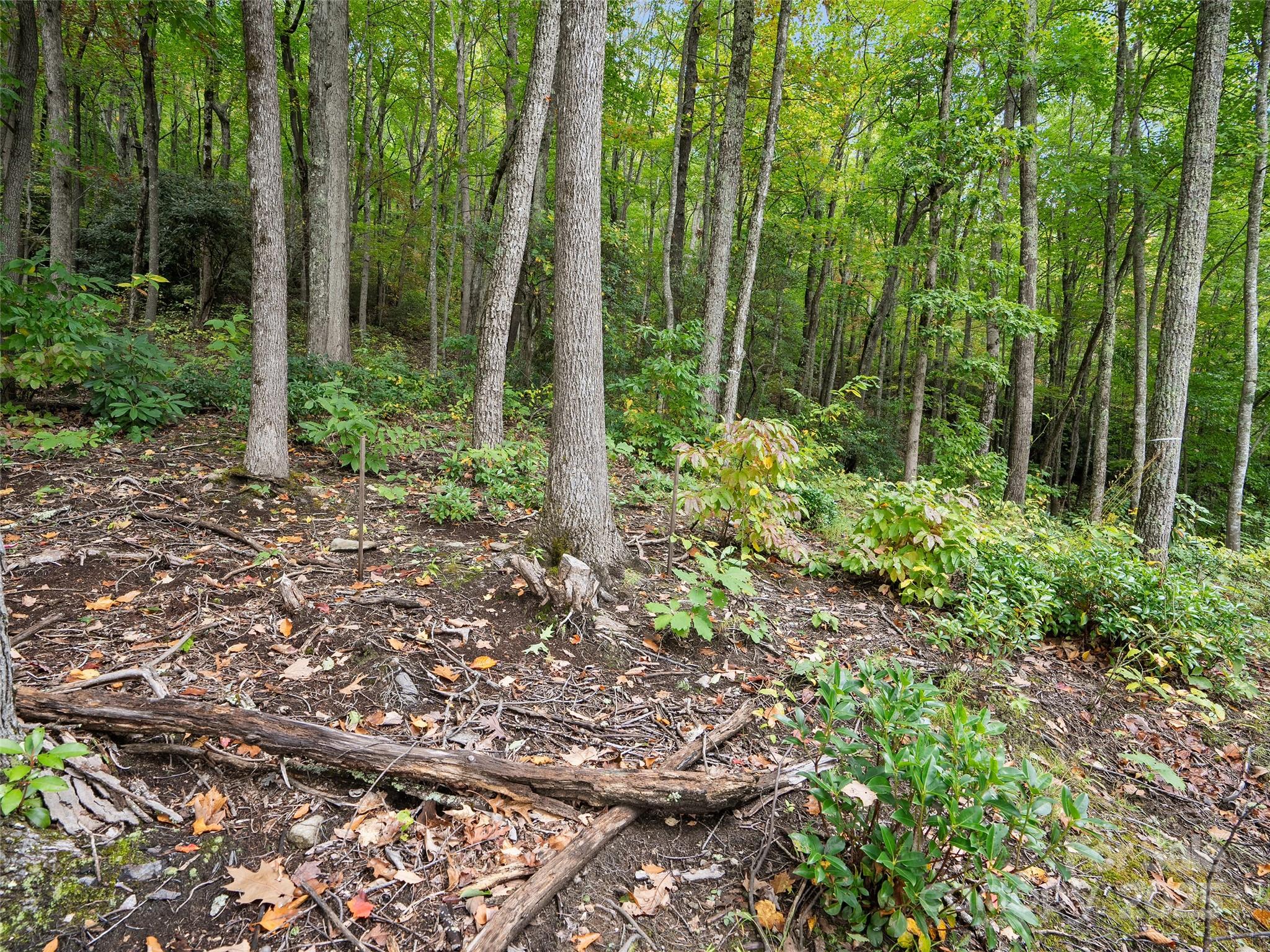 Highland Forest - Land