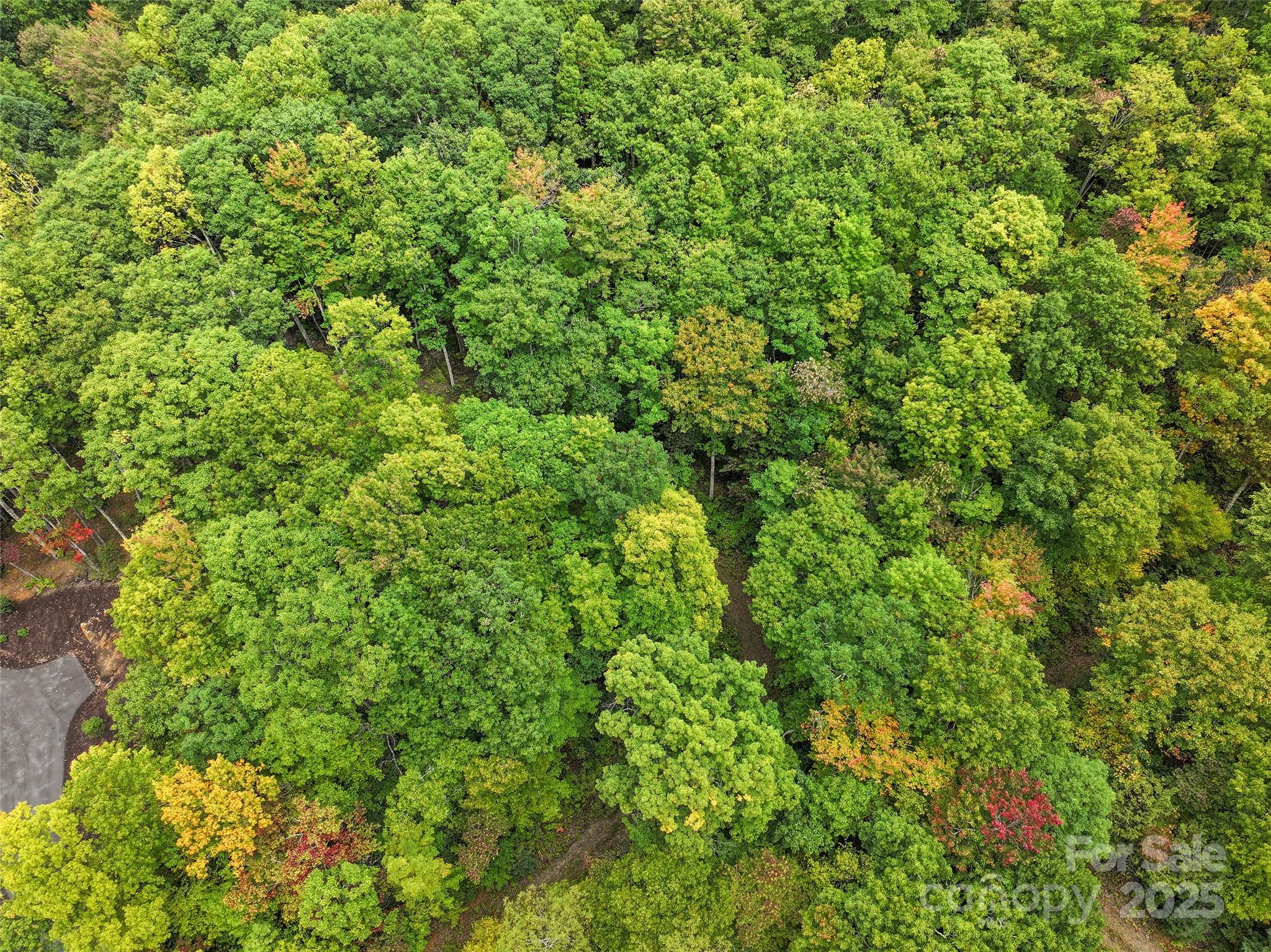Highland Forest - Land