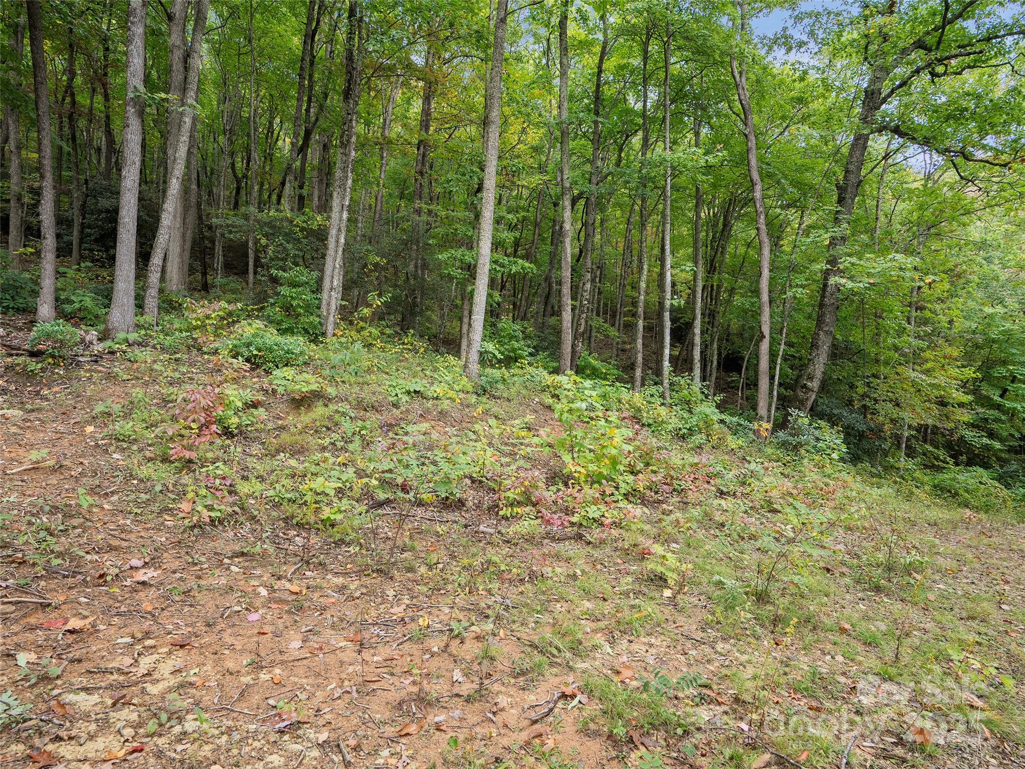 Highland Forest - Land