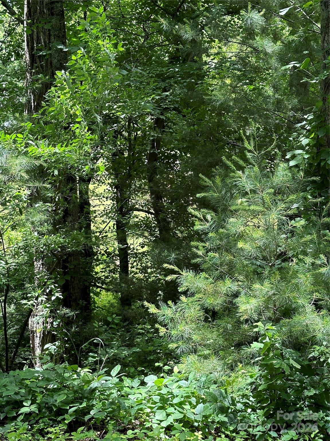 105 Round Table Trail 6