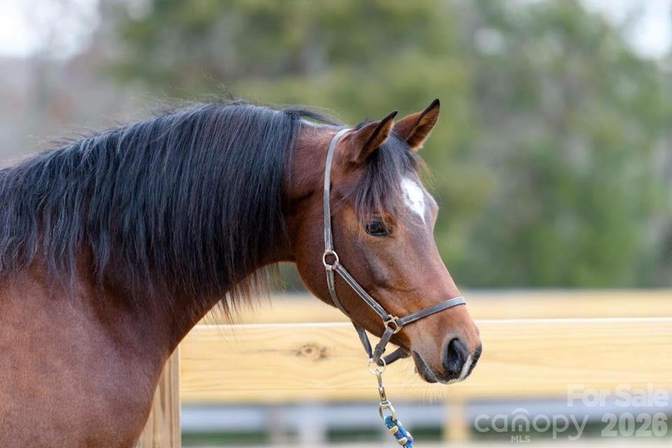 McNeely Farms - Residential