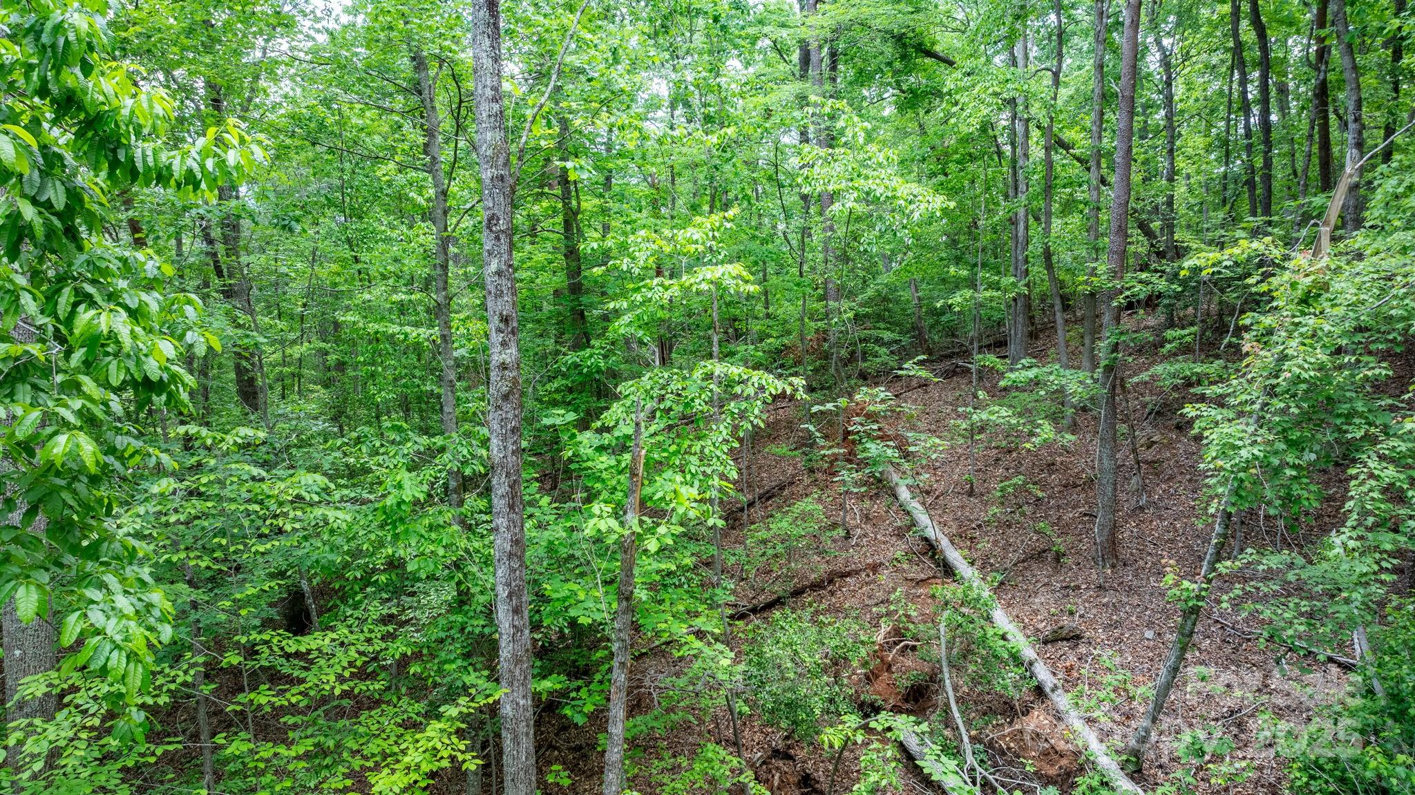 Blackberry Creek - Land