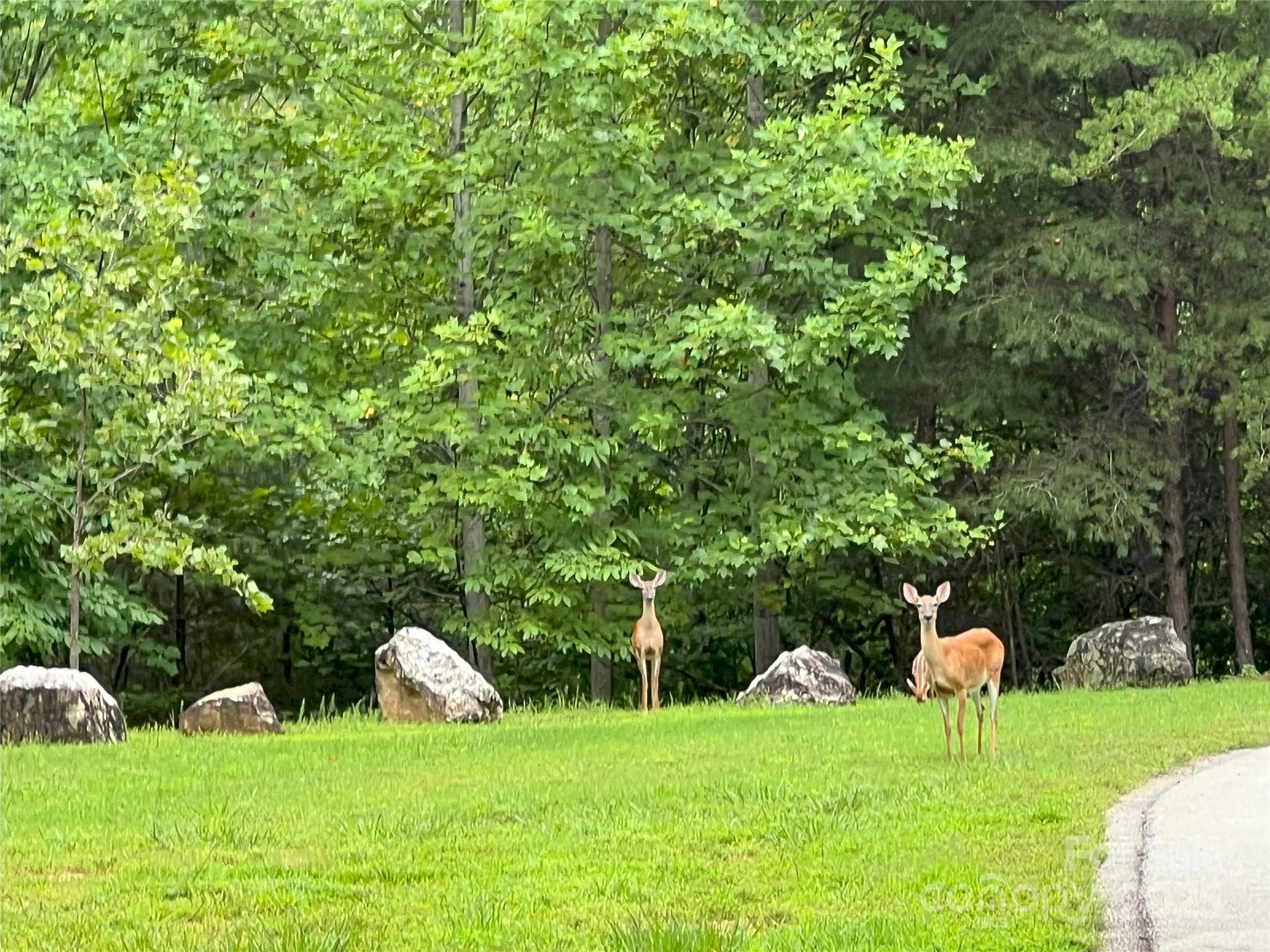 Brights Creek - Land