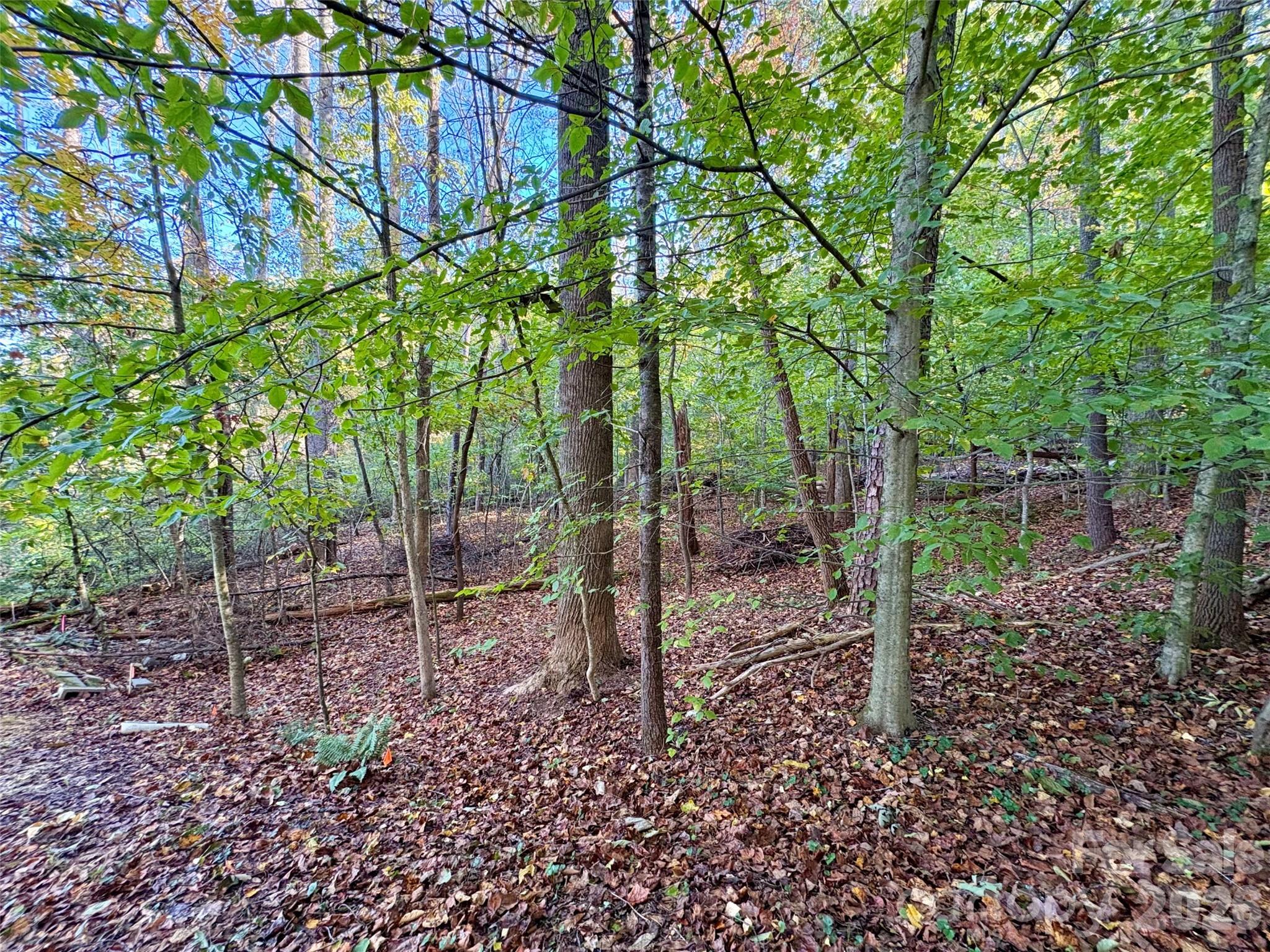 00 Forsythia Hedge Drive